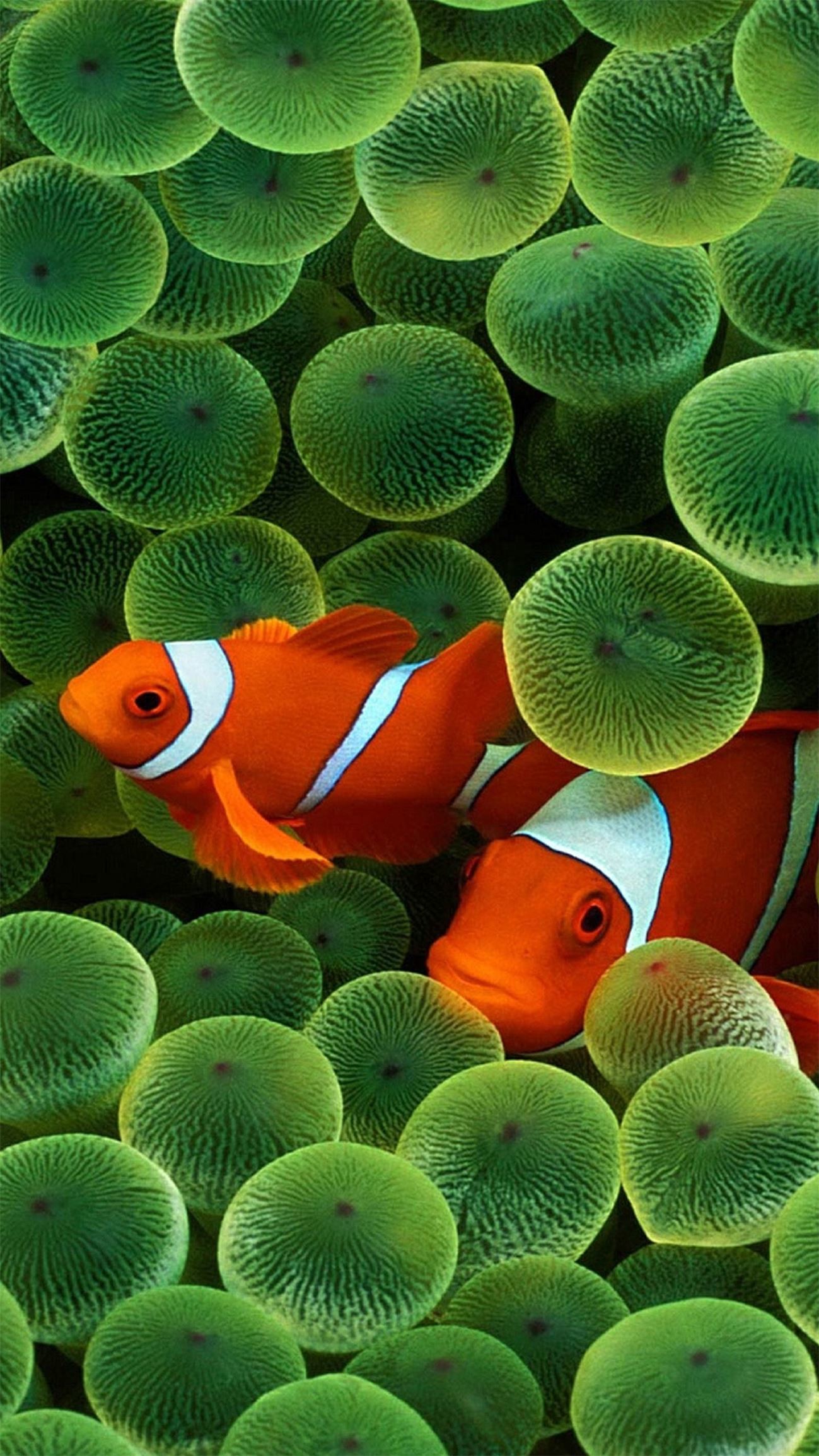1299x2309 Fish Mobile Phone Background http://wallpapers-and-backgrounds.net/