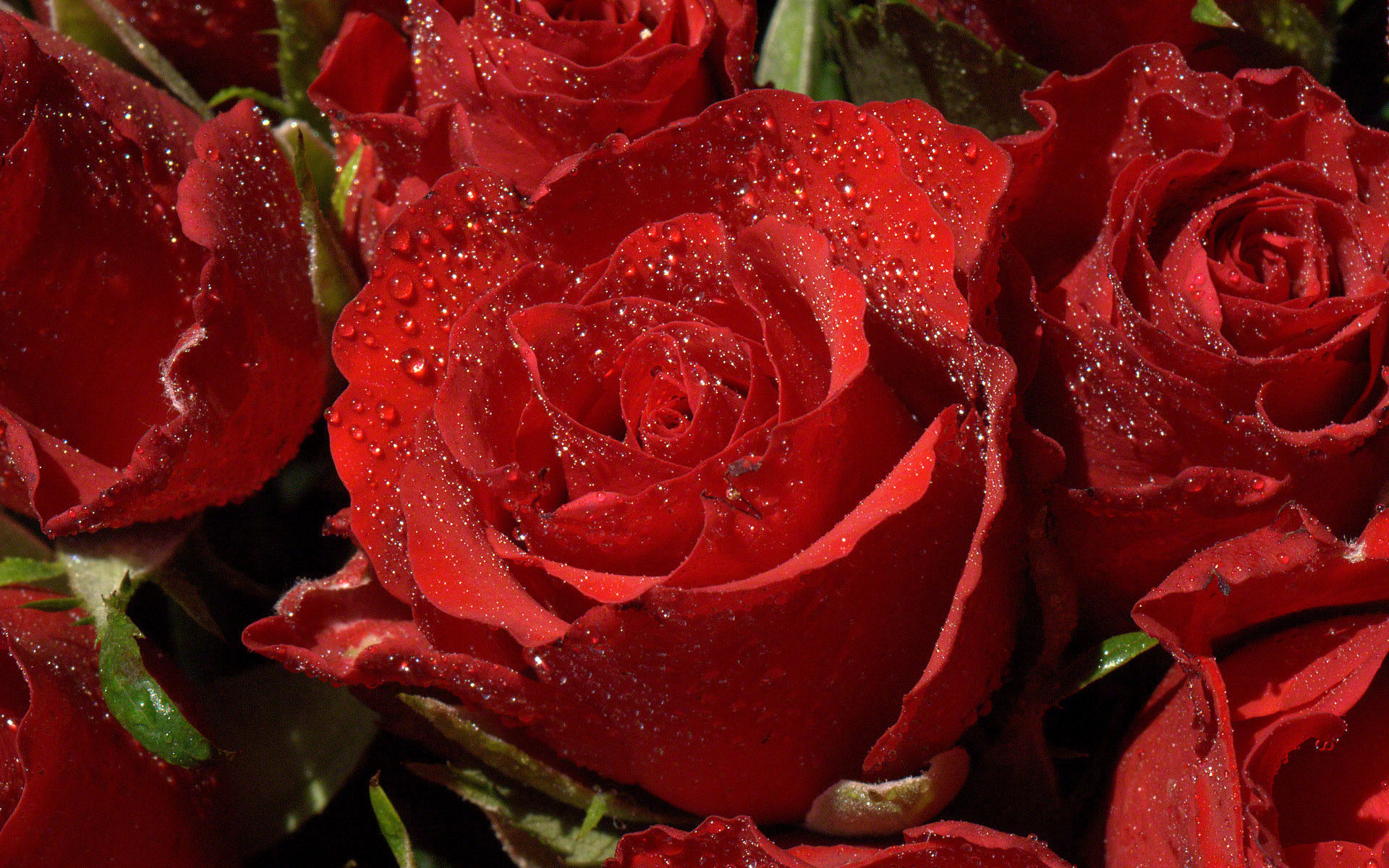 1920x1200 red rose waterdrops
