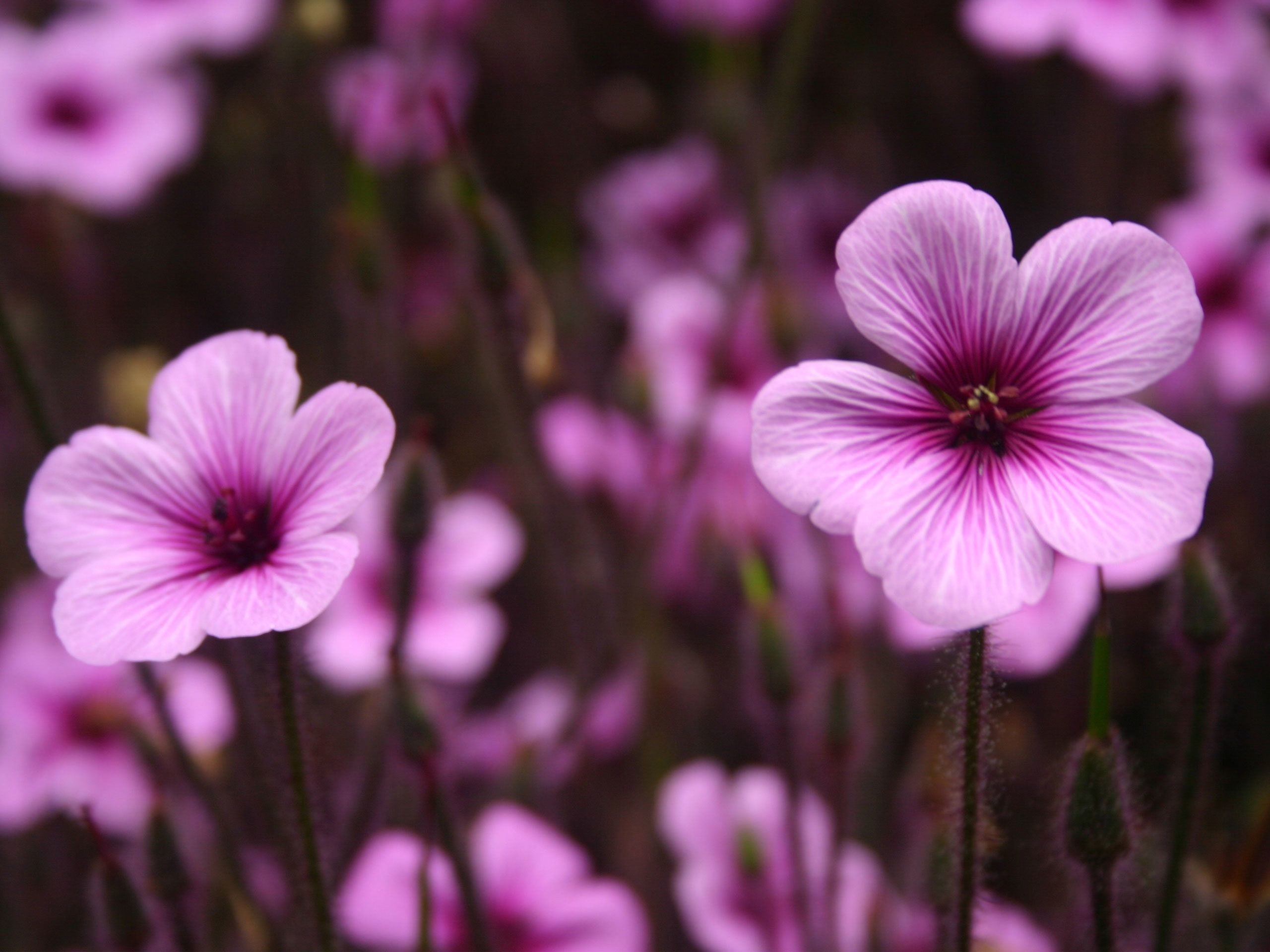 2560x1920 HD Flower Wallpaper Free: Purple Flowers Wallpaper