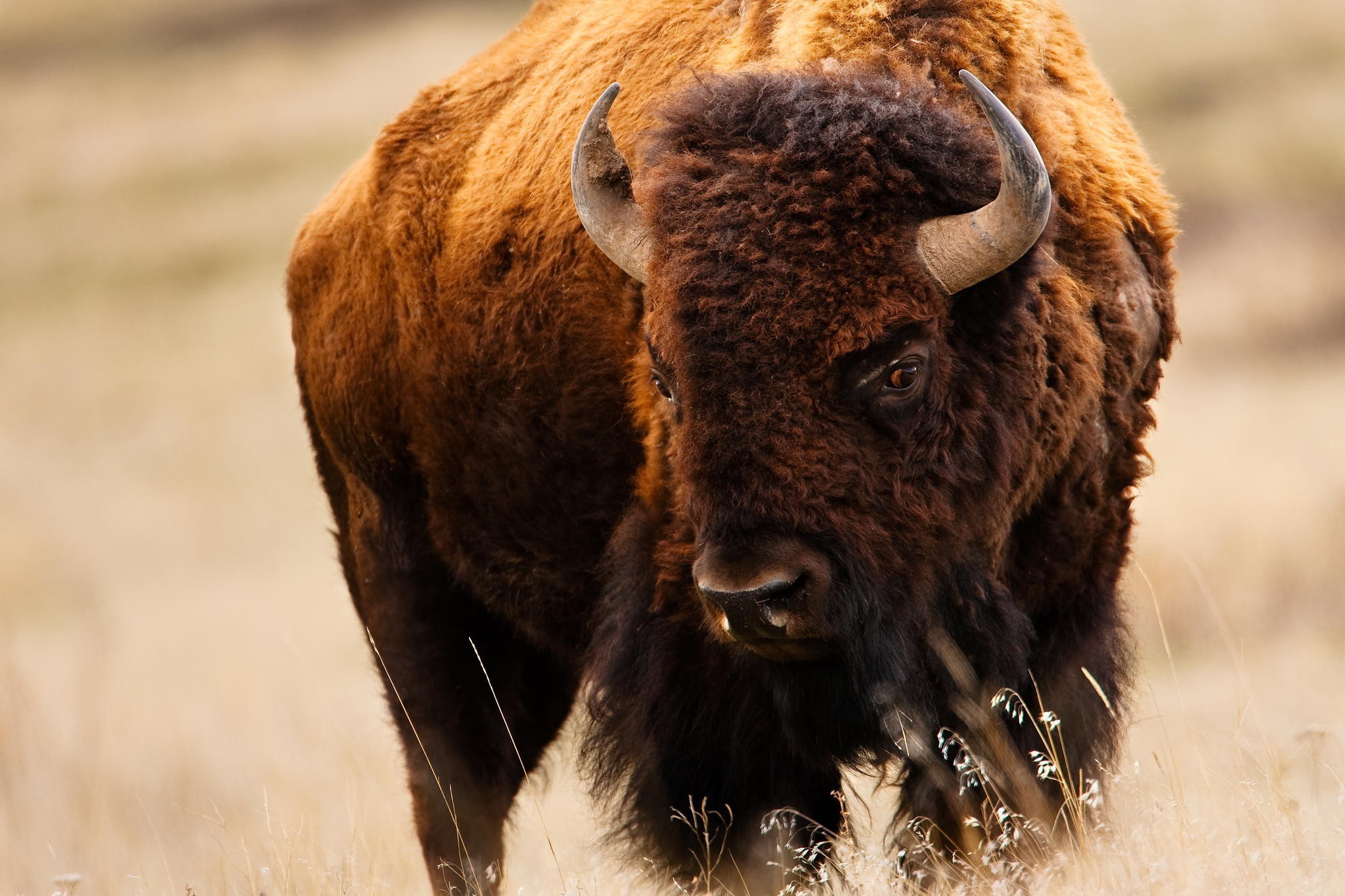 2048x1365 #bison, #American Buffalo wallpaper