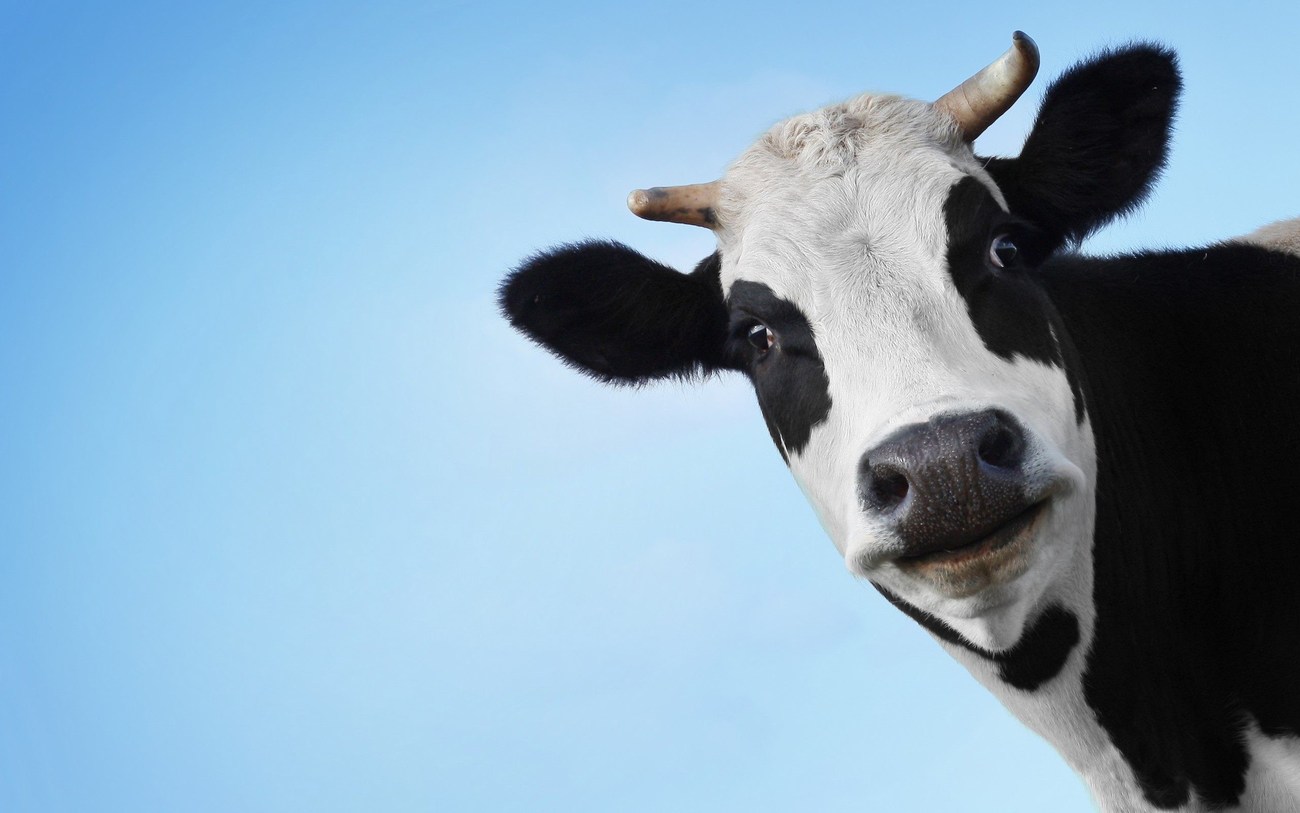 2560x1600 cow face funny wallpaper