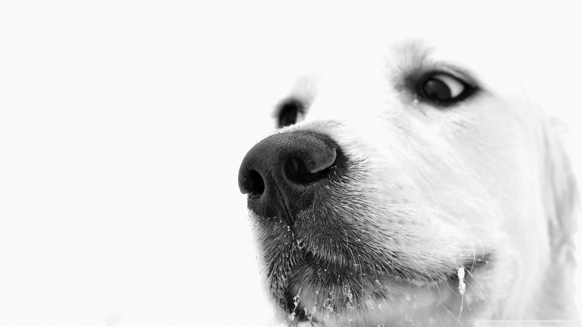 1920x1080 Black And White Sad Dog Wallpaper Download Dog wallpapers, HD puppy  wallpaper, Free dog