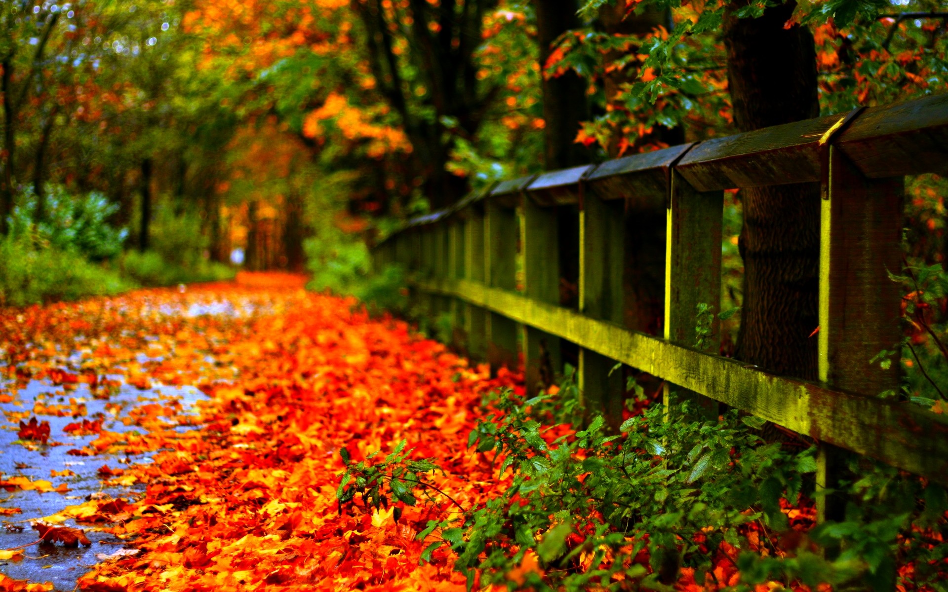 1920x1200 Autumn Leaves Hd Wallpapers #8270
