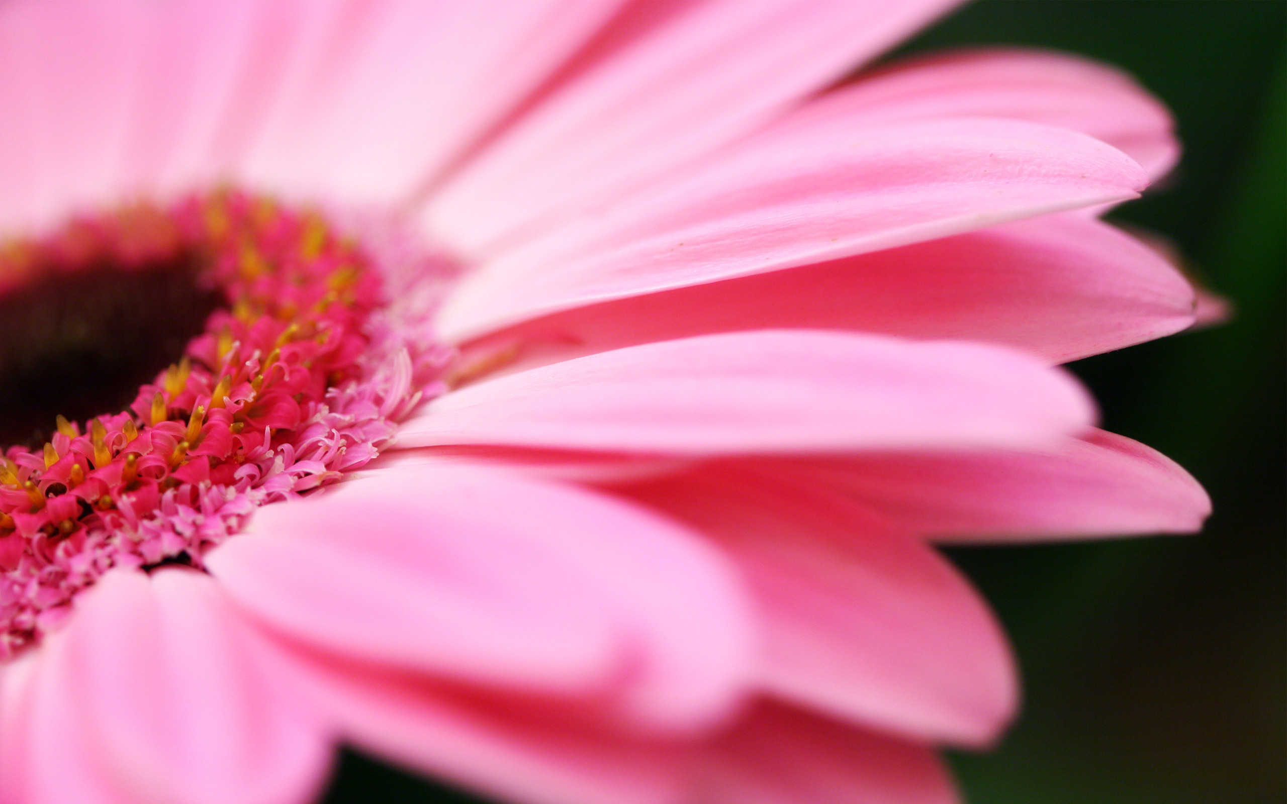 2560x1600 Pink Flower Image