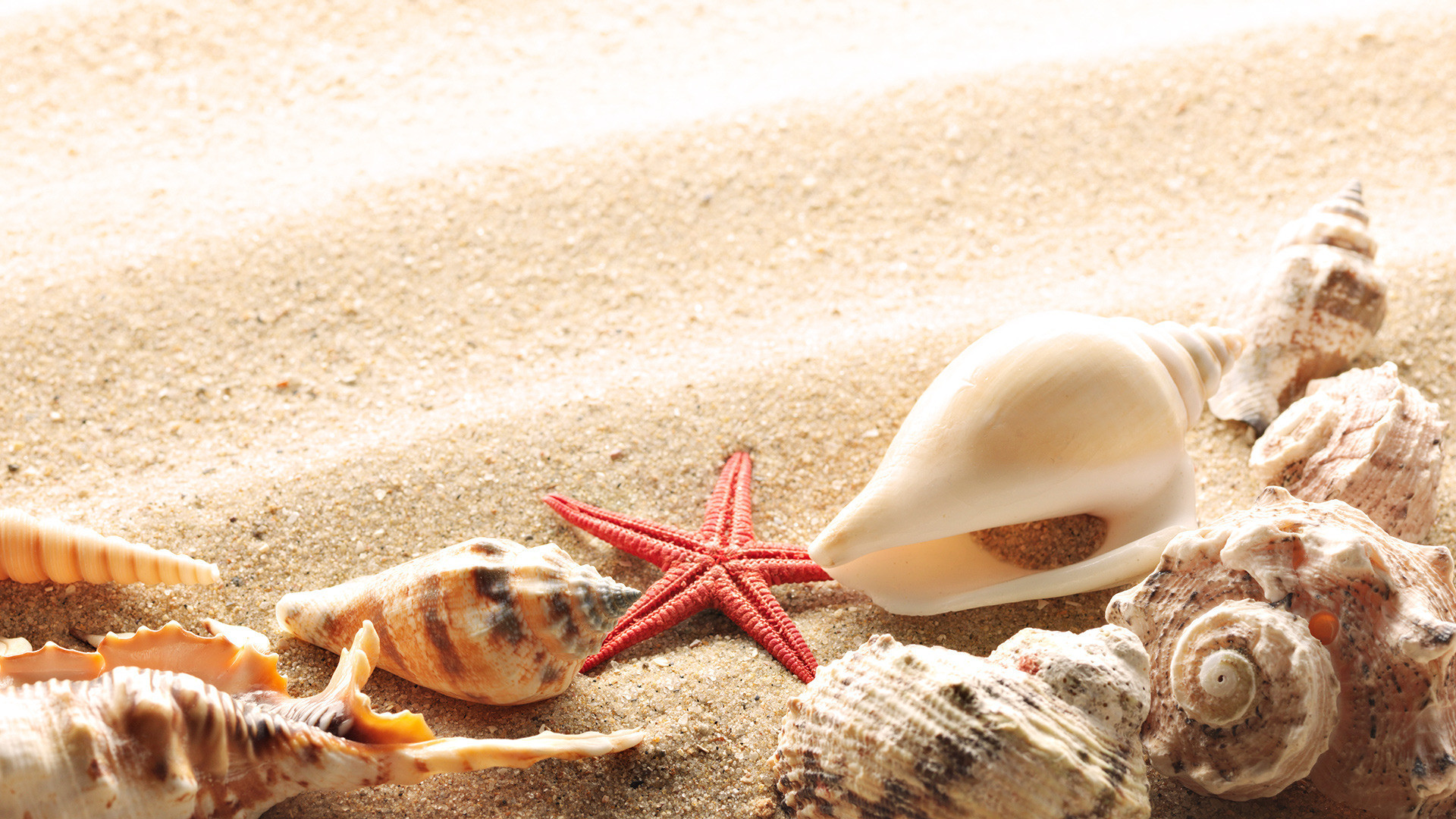 1920x1080 Wallpaper Seashells Summer Beach Sand Sun Theme Macro Download 132777 .