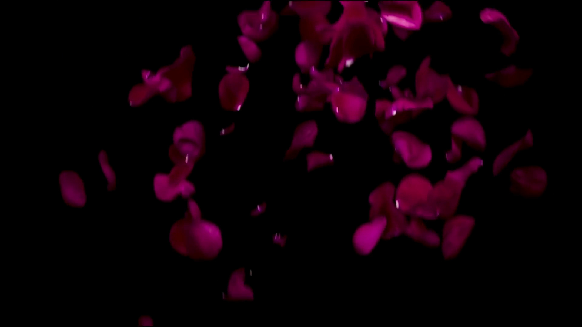 1920x1080 Falling Petals red rose on a black background Stock Video Footage -  Storyblocks Video