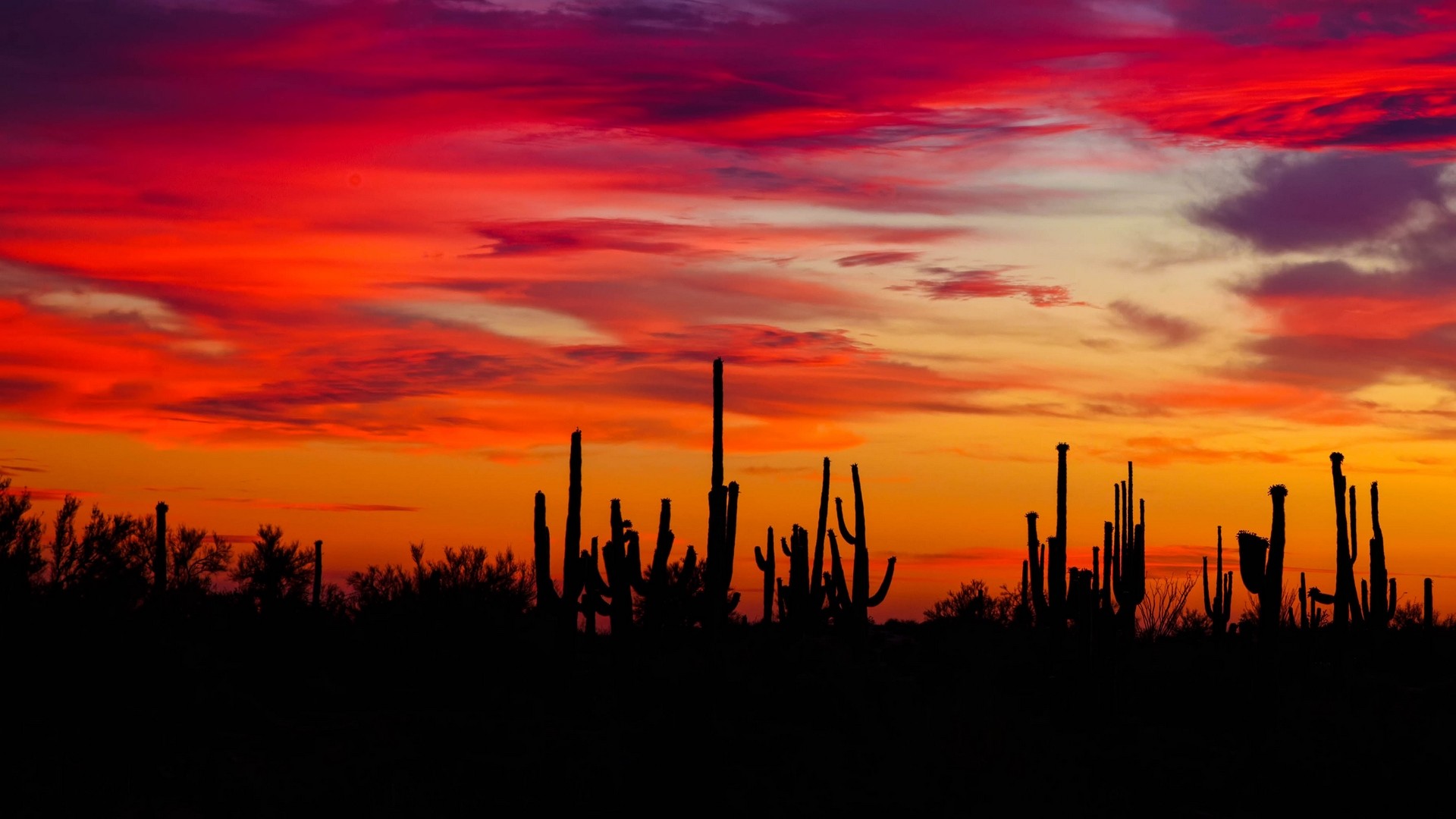 1920x1080  Wallpaper cacti, sunset, silhouettes, arizona
