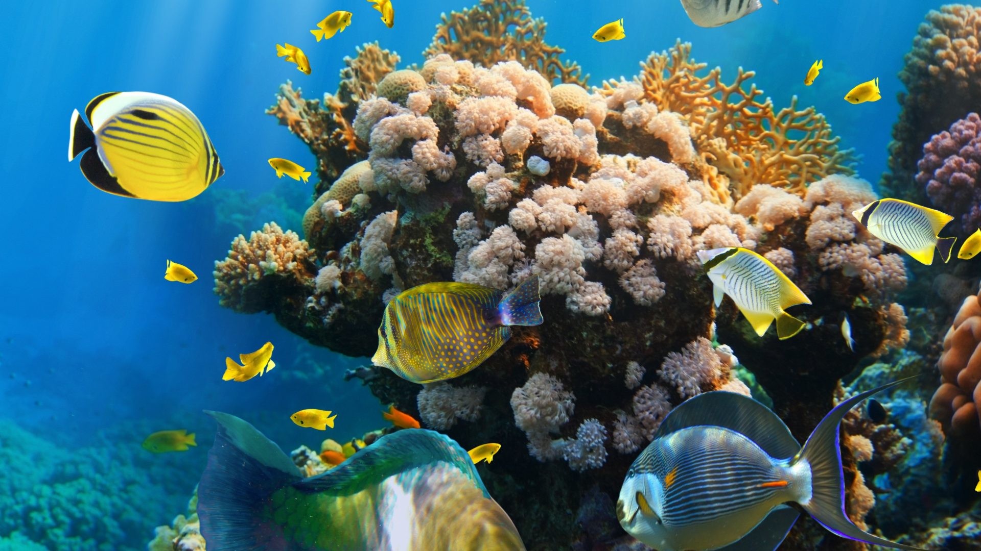 1920x1080 Tropical Fishes Reef Underwater Ocean Coral Reefs Wallpaper Hd Detail