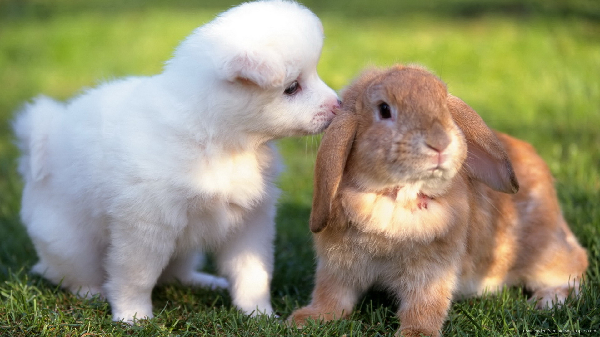 1920x1080 Fluffy white dog and a rabbit for 
