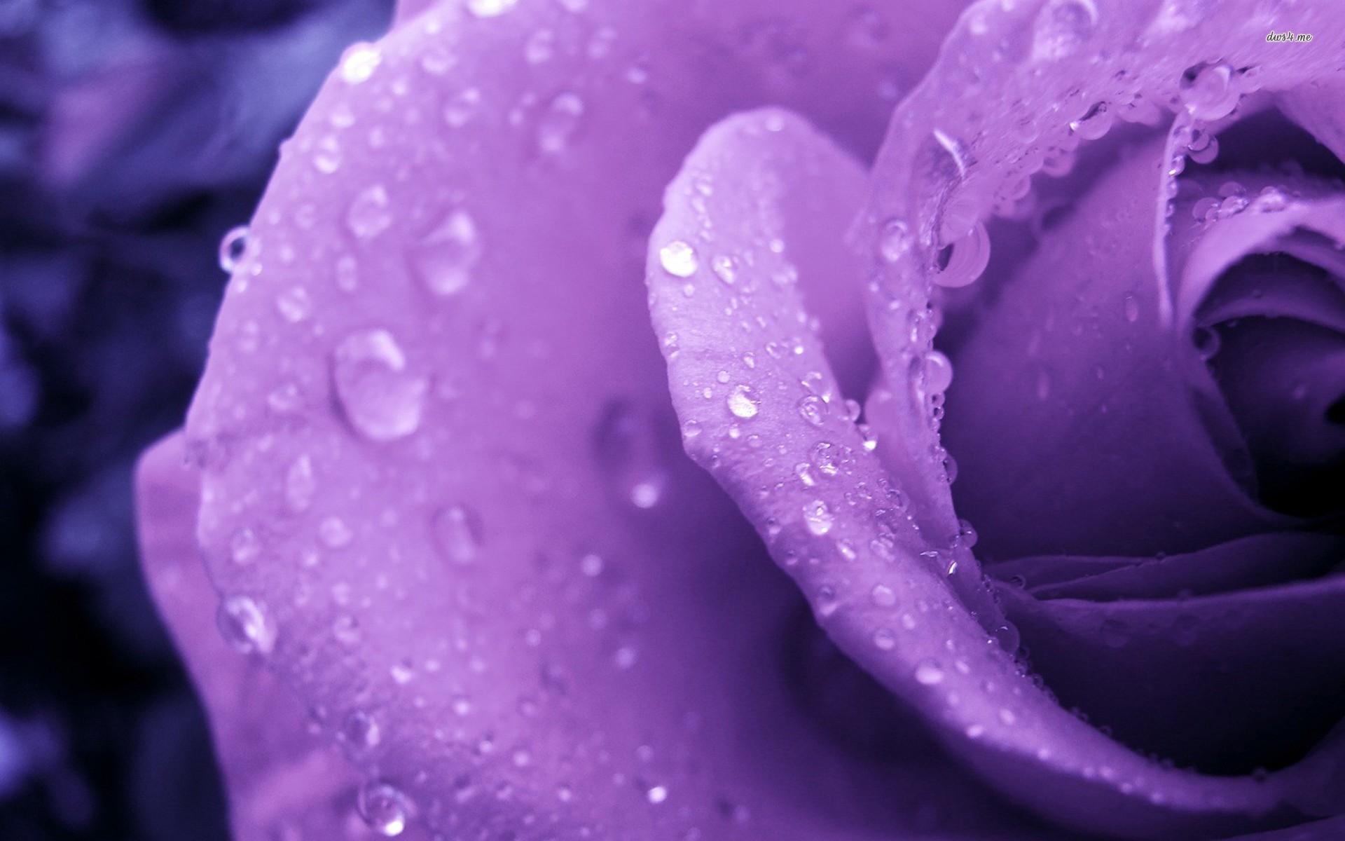 1920x1200 ... Wet purple rose