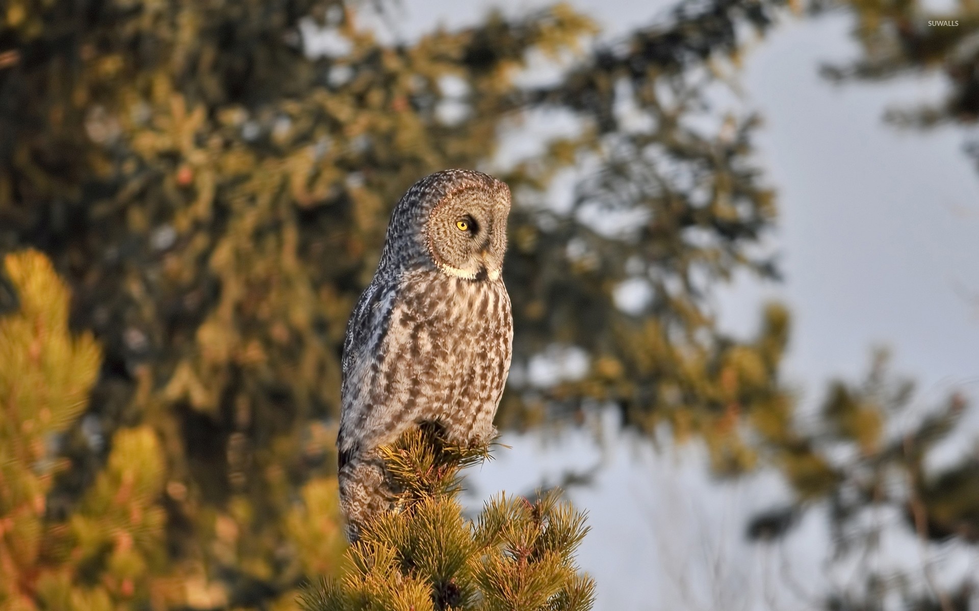 1920x1200 Barred Owl on top of a pine tree wallpaper