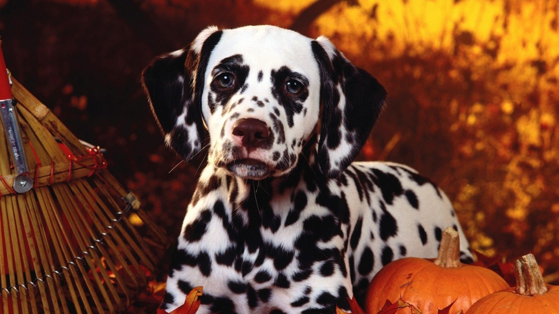 1920x1080  Wallpaper dalmatian, dog, sit, breed, pumpkins, leaves, halloween