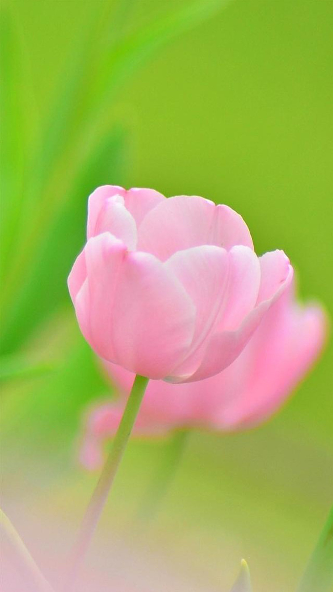 1080x1920 Pink Flower Bokeh Macro iPhone 6 wallpaper