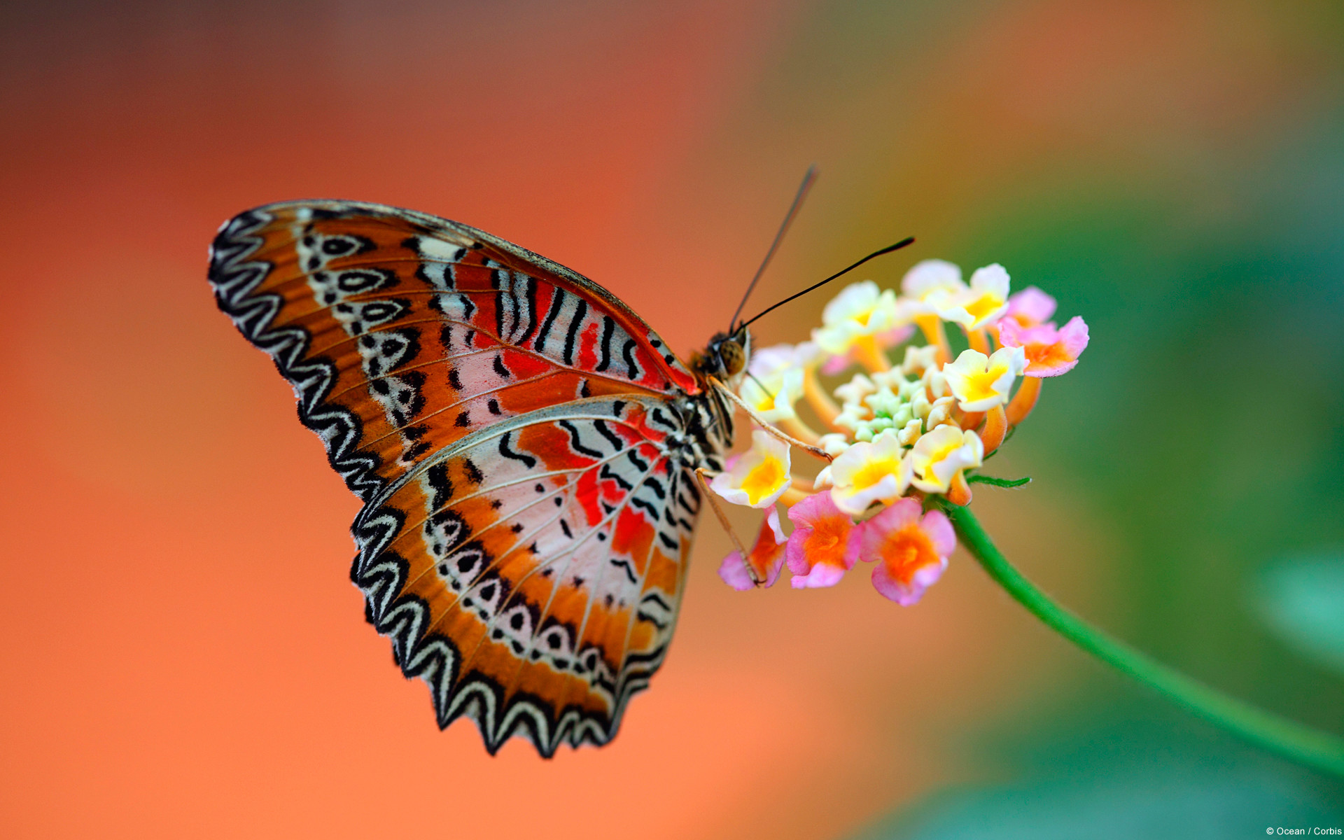 1920x1200 Tags: flower Butterfly