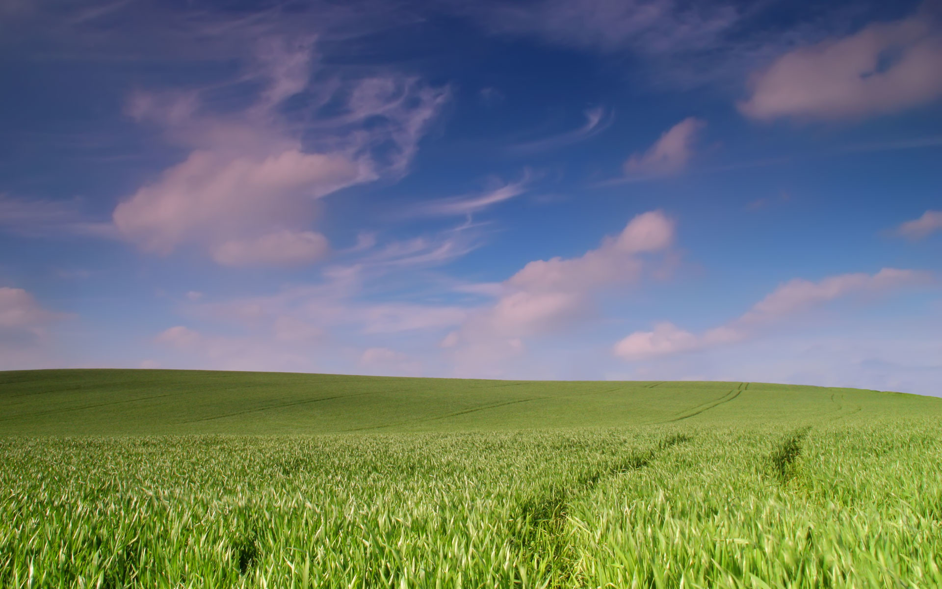 1920x1200 Spring Wheat Field Wallpapers