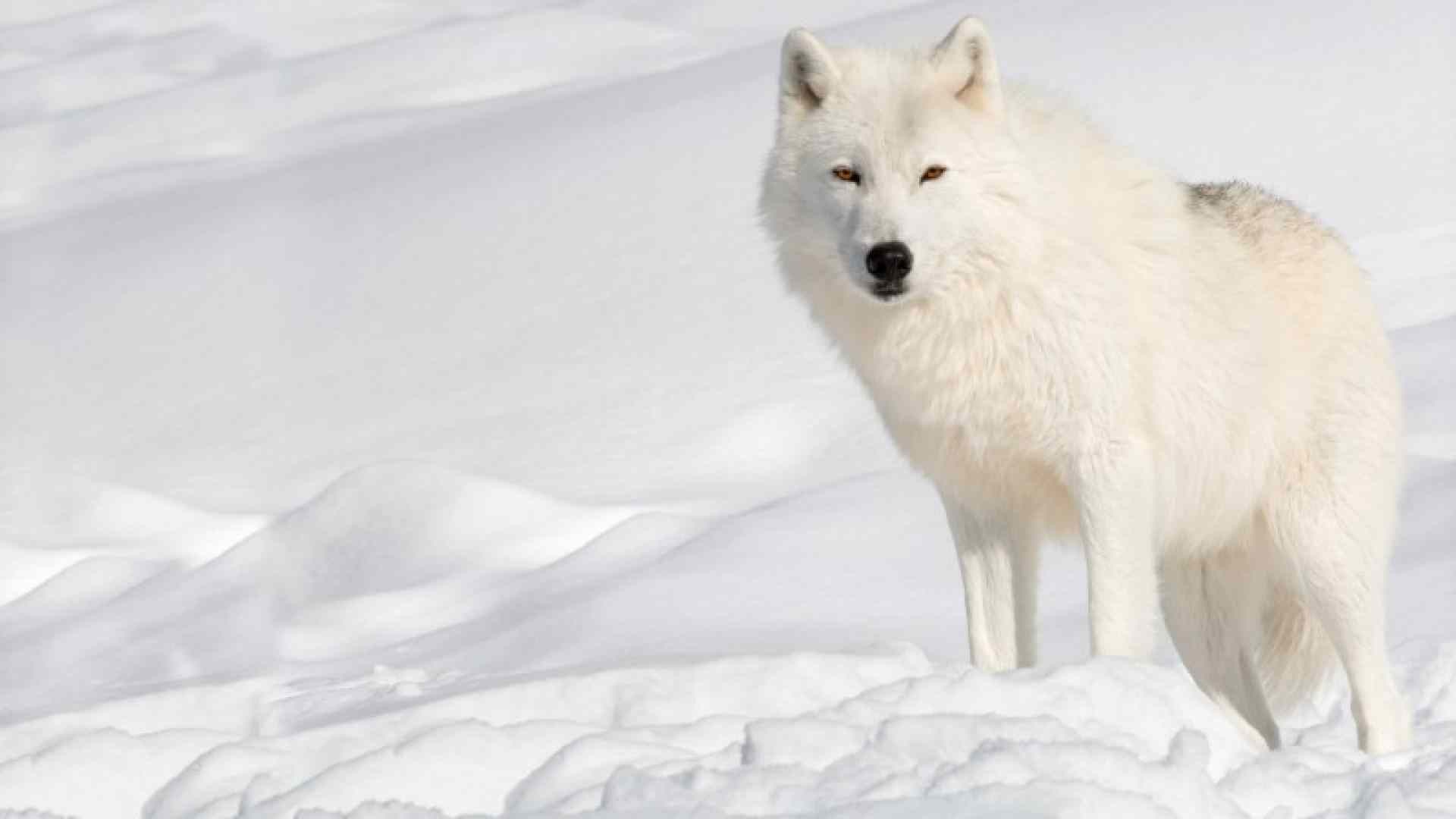 1920x1080 baby arctic wolf wallpaper