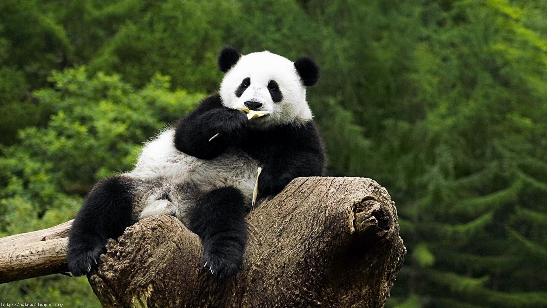 1920x1080 7. cute-panda-wallpaper-HD7-600x338