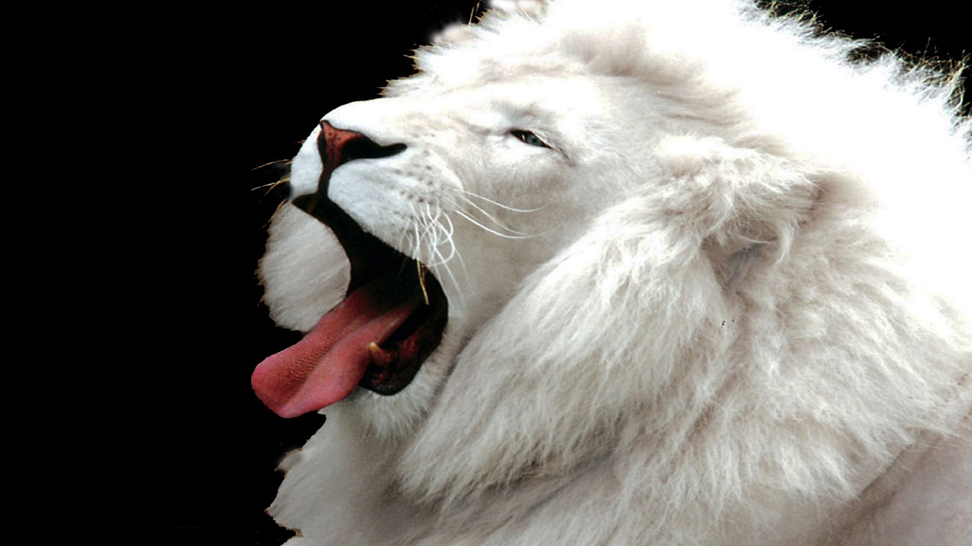 White baby lion HD wallpaper download