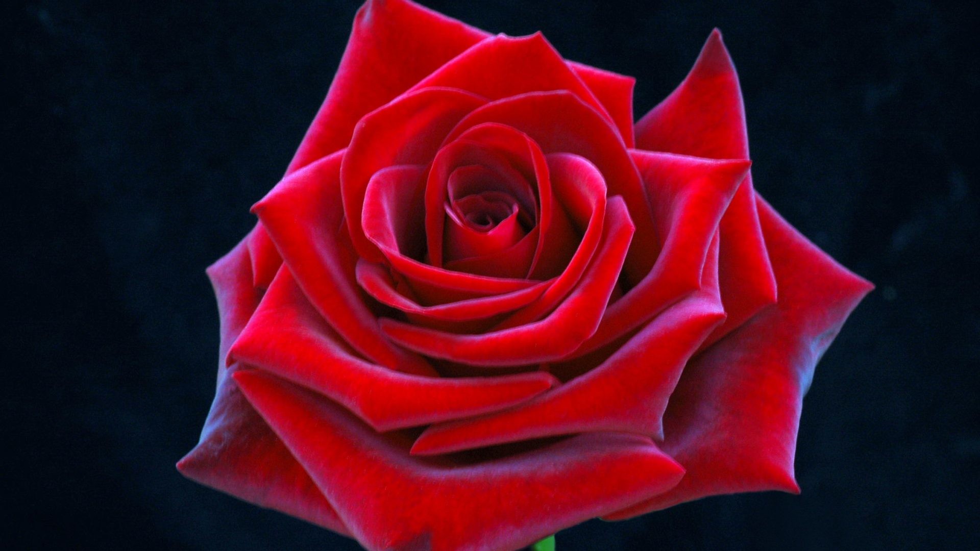1920x1080 Really Tag - Vibrant Pretty Really Red Love Gorgeous Rose Stunning Flower  Wallpapers 3d for HD
