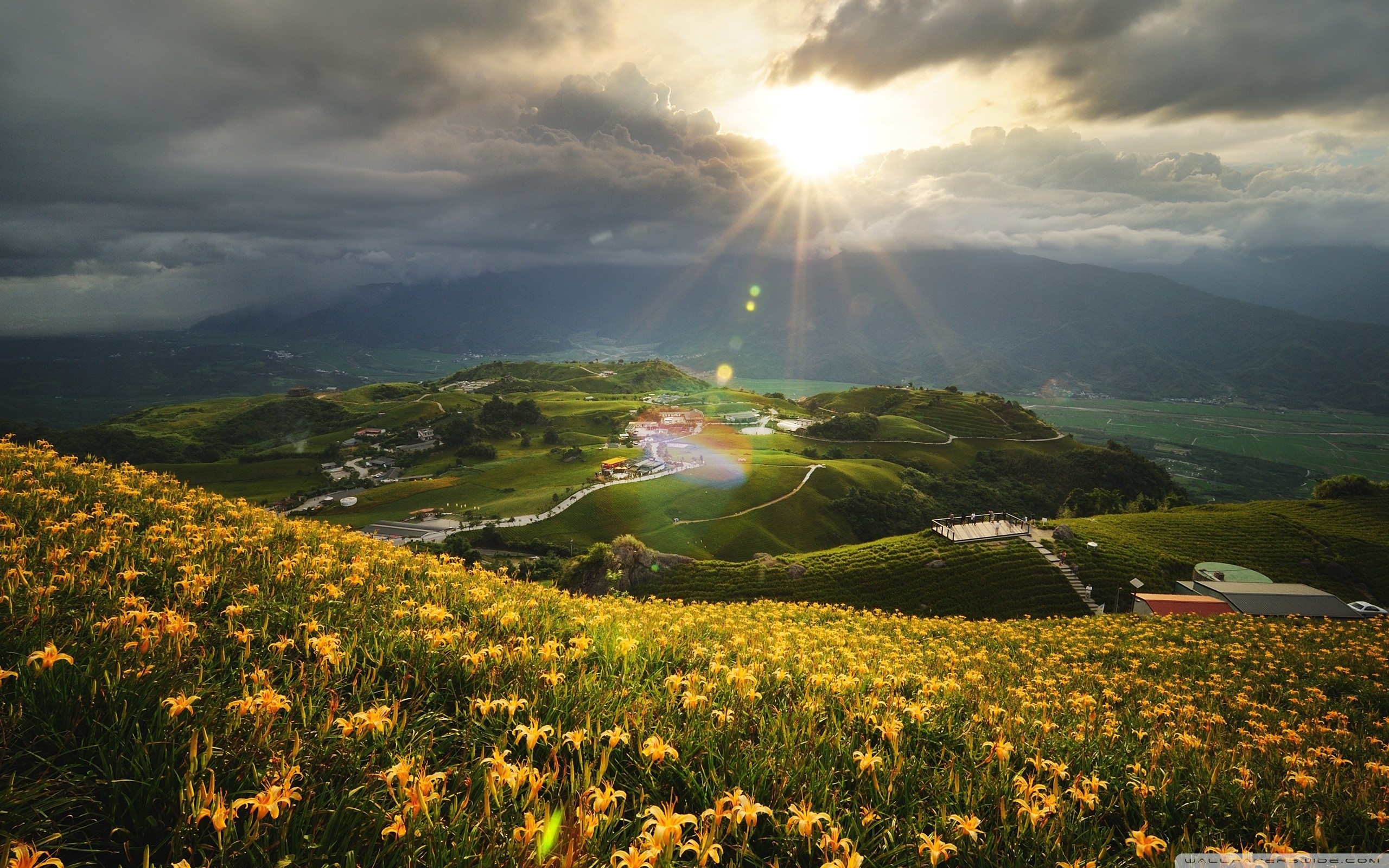 2560x1600 Morning Flower Beautiful Landscape Wallpaper Download