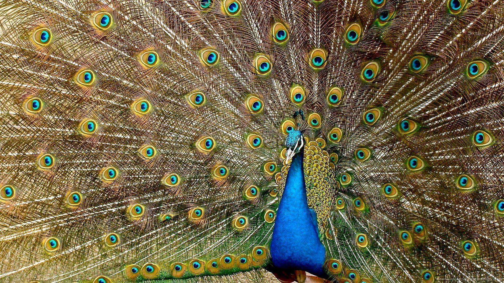 1920x1080 Peacock Feathers Spread Hd Desktop Wallpaper : Wallpapers13.com