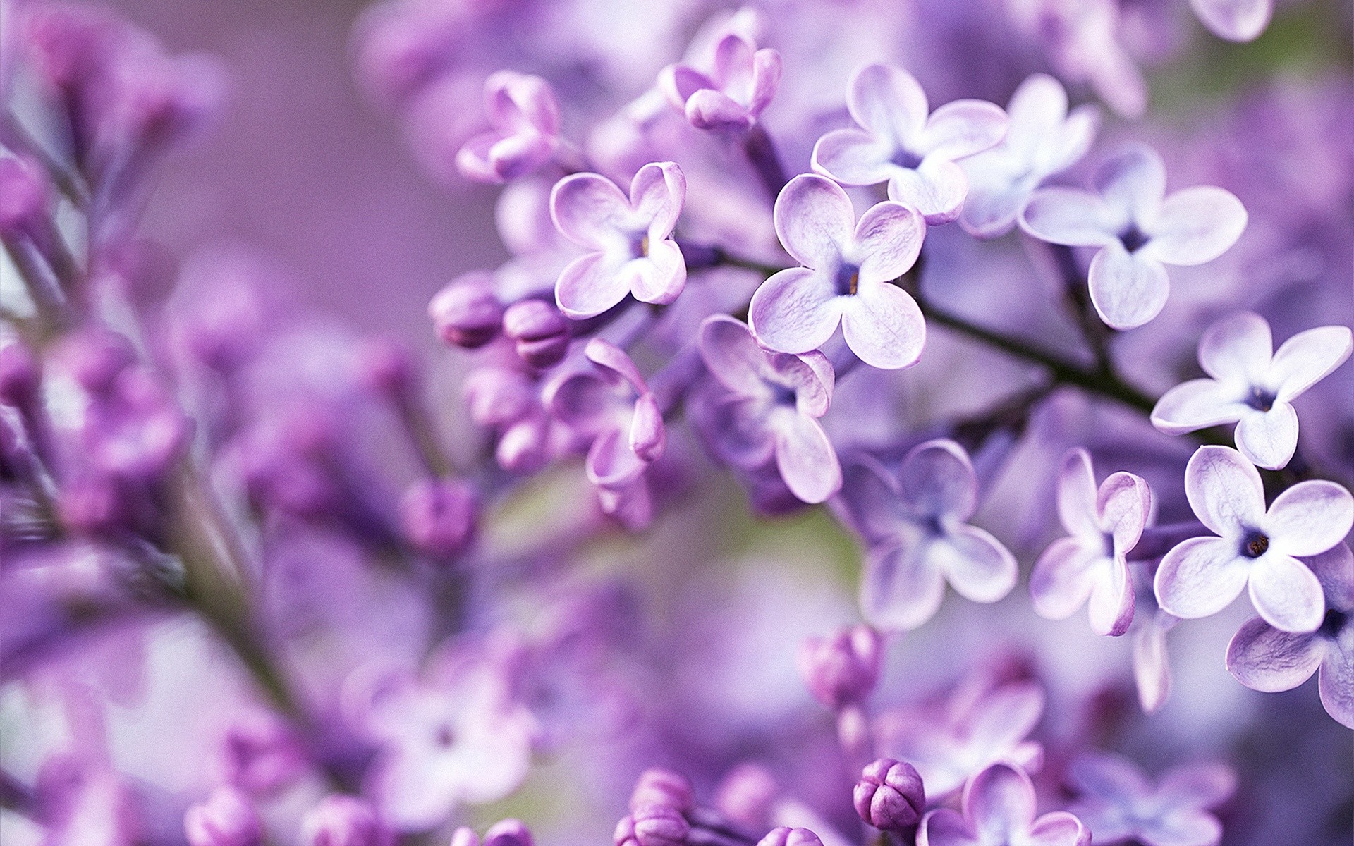 1920x1200 Purple flowers wallpaper nature wallpapers for free download about