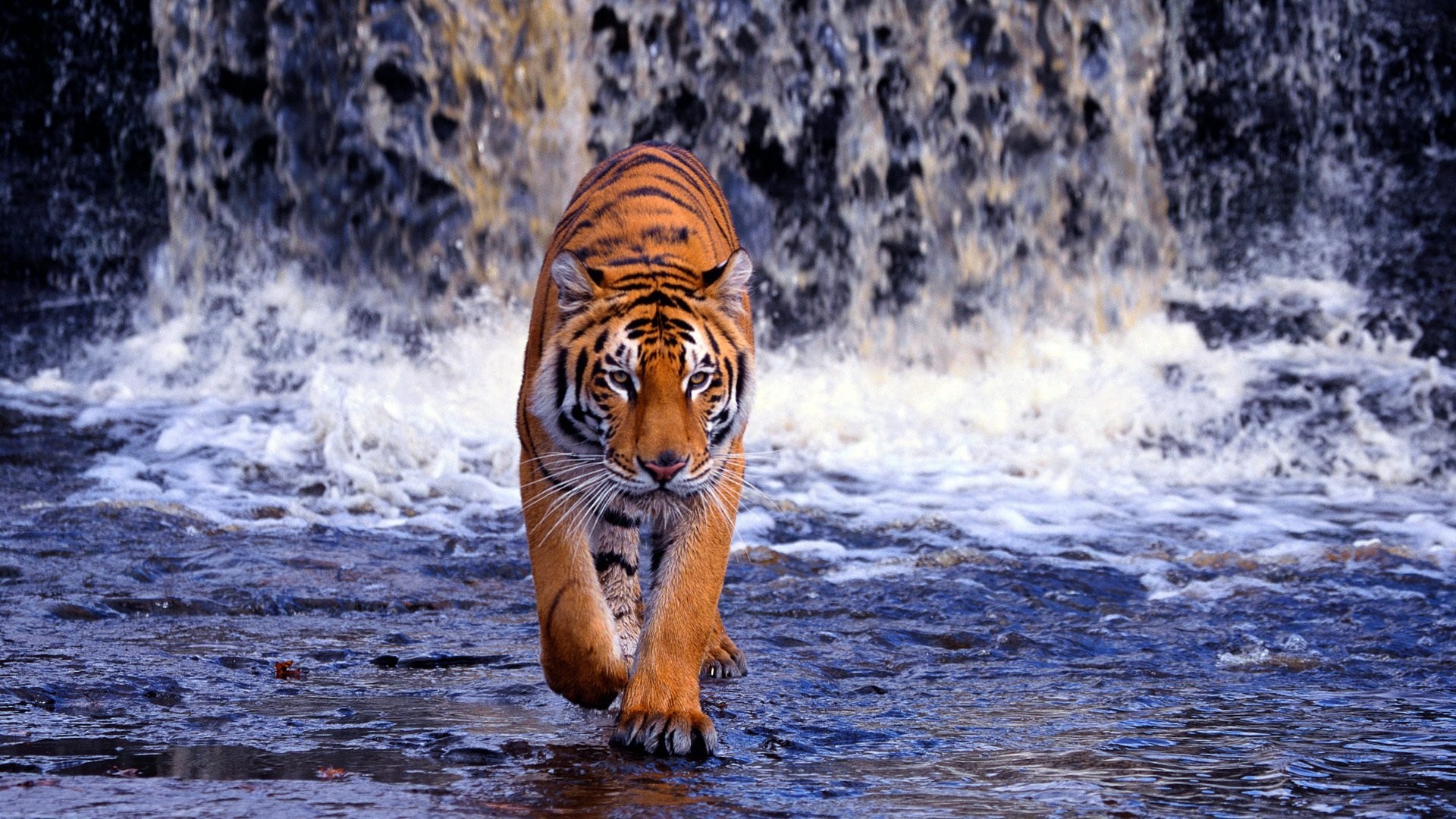 1920x1080 HD Wallpaper | Background ID:352939.  Animal Tiger