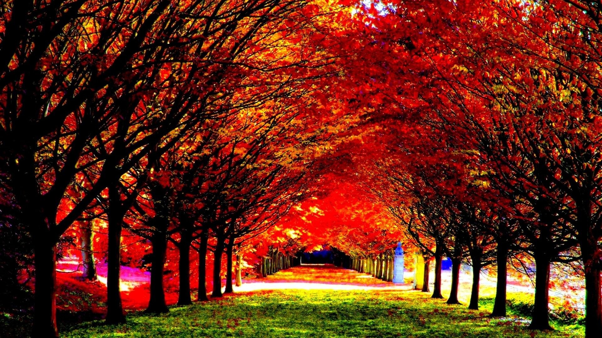 1920x1080 Leaves Tag - Leaf Tree Season Landscape Seasons Leaves Color Fall Autumn  Forest Nature Beautiful Wallpapers
