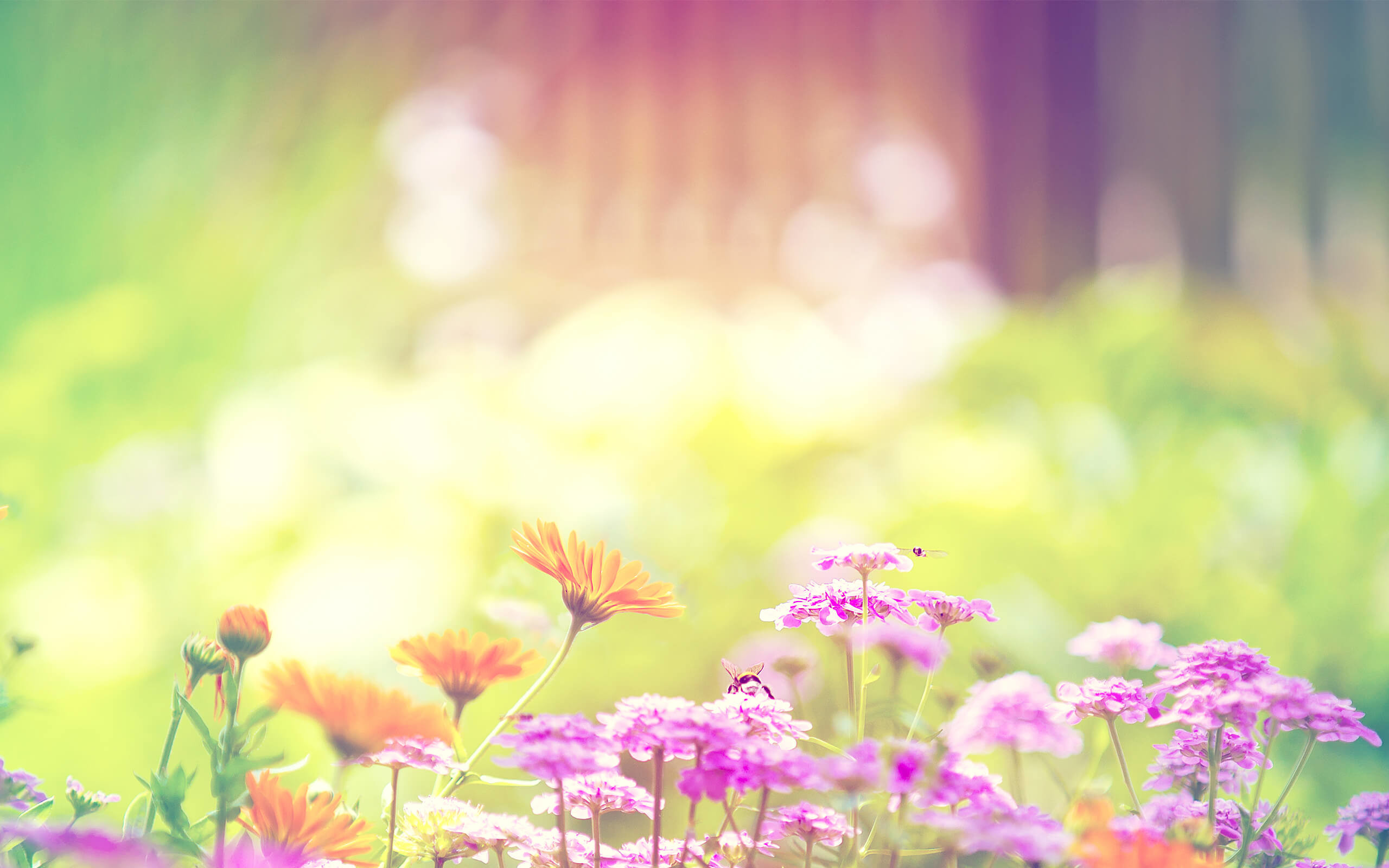 2560x1600 Dreamy colorful Tagetes flowers. Download wallpaper
