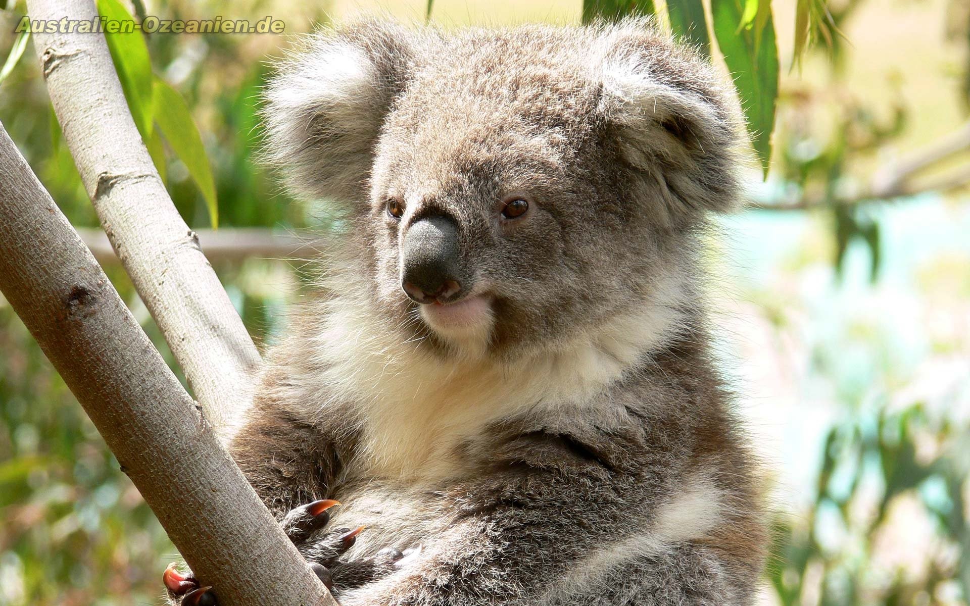 1920x1200 Koala 205020 Â· koala