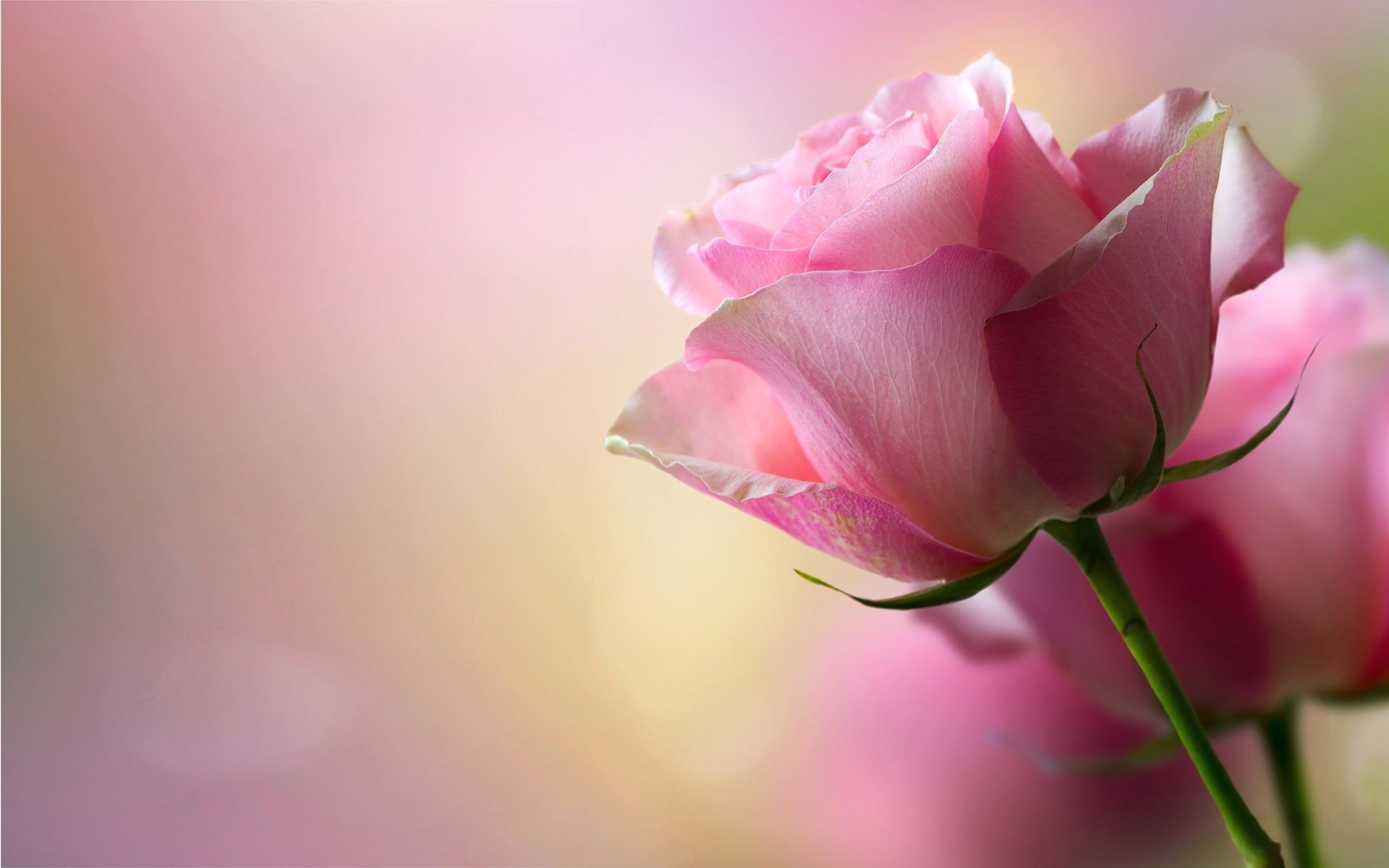 1920x1200 Pink Rose Backgrounds â 