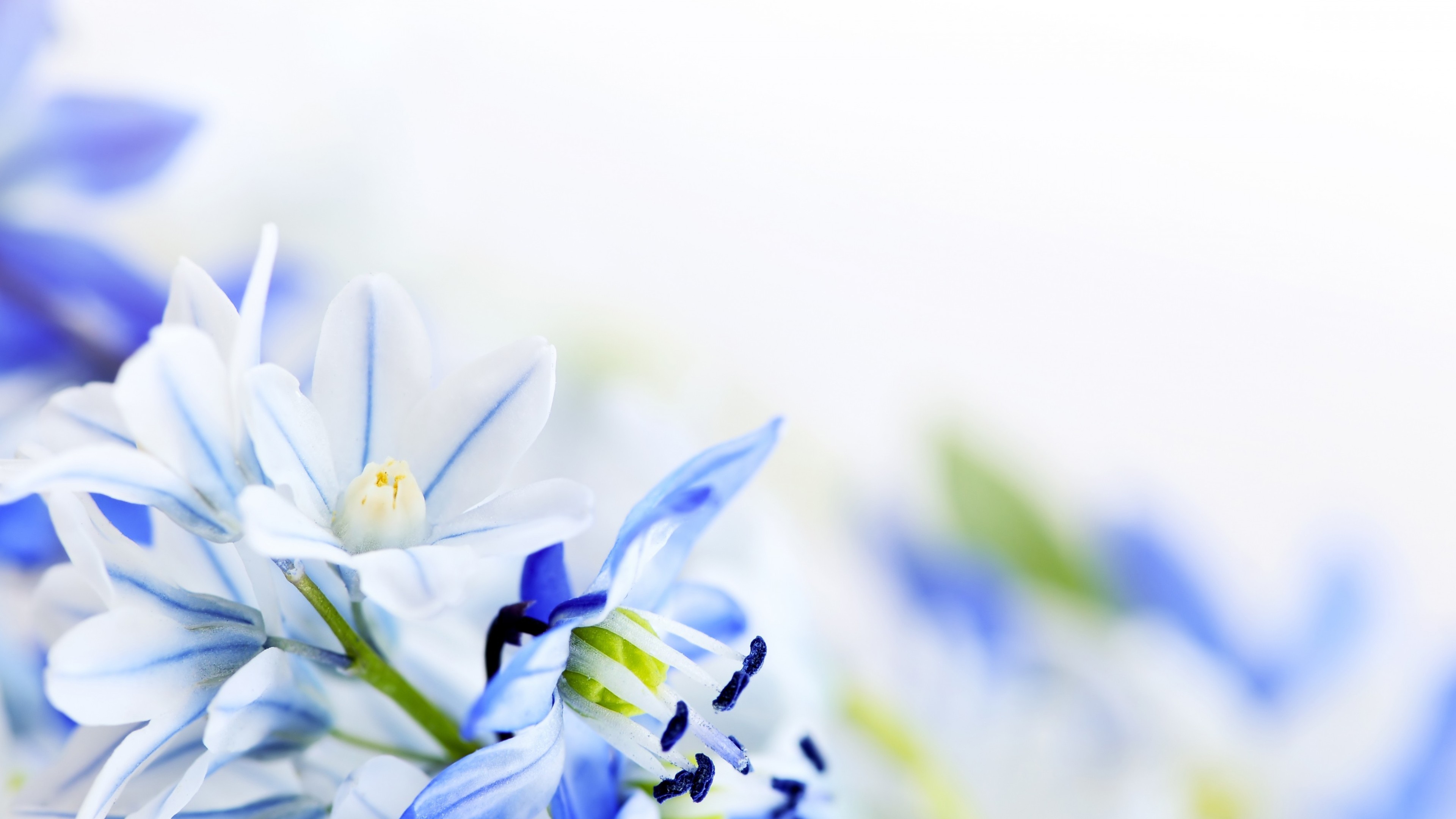 3840x2160 Lilies Of The Valley Flowers Background Spring Wallpaper