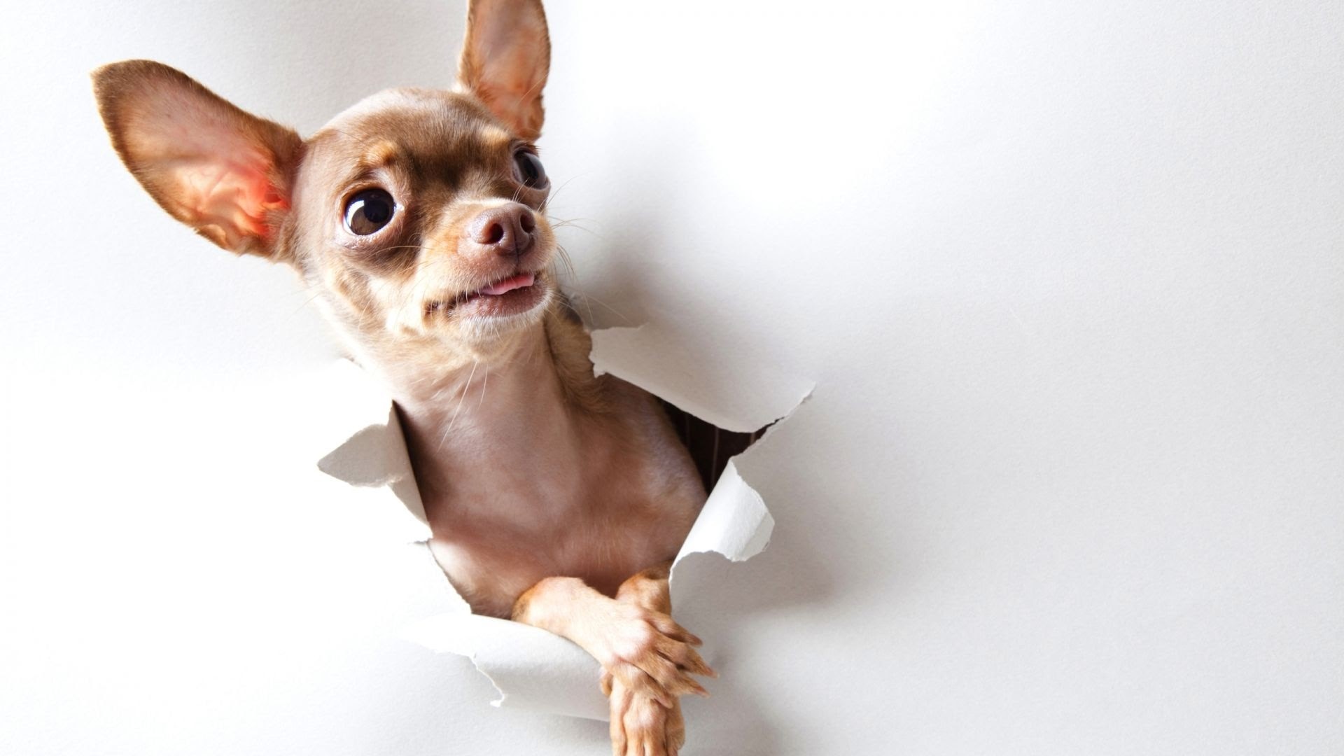 1920x1080 Chihuahua Wallpapers Wallpaper Cave