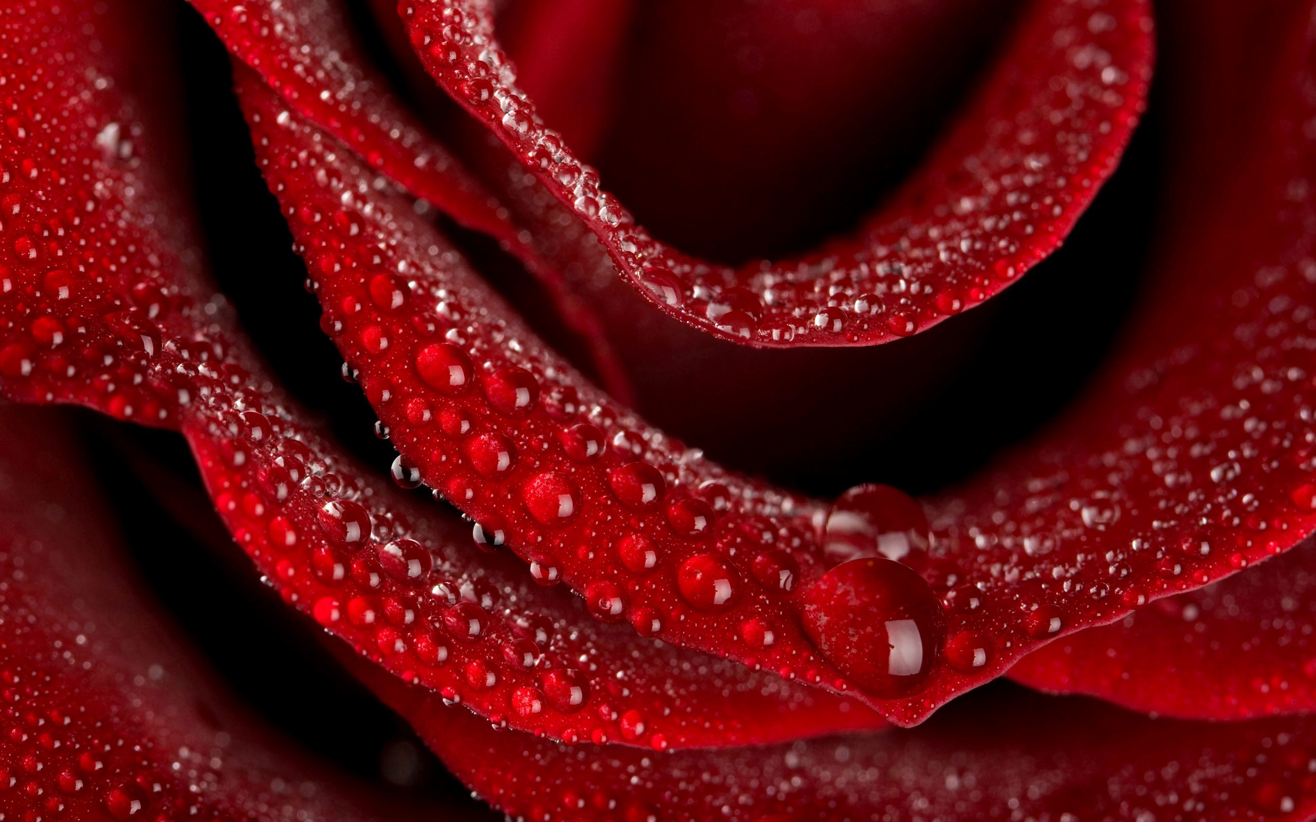 2560x1600 ... A Beautiful Red Rose Wallpapers Download HD Wallpapers
