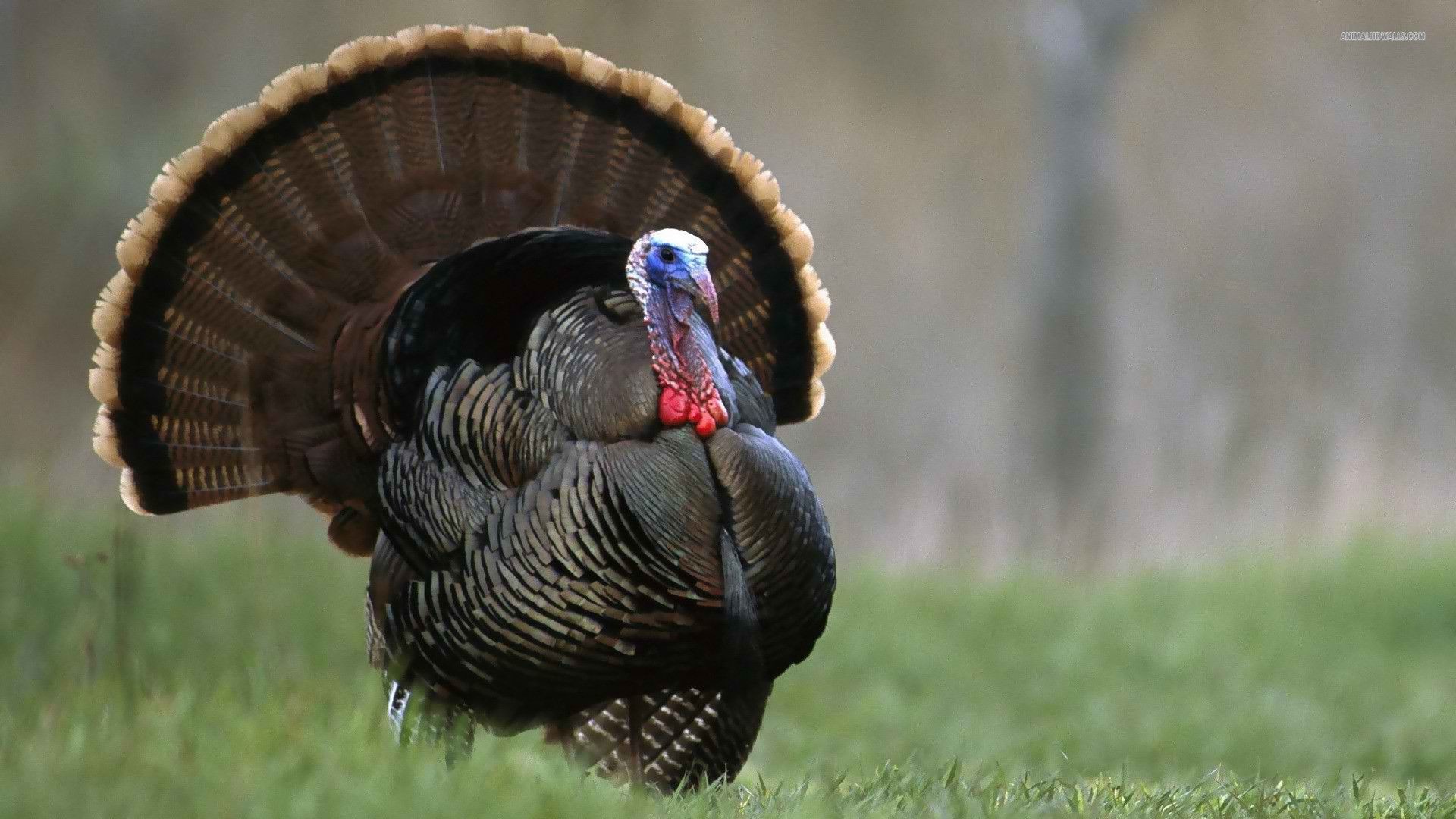 1920x1080 awesome natural turkey image