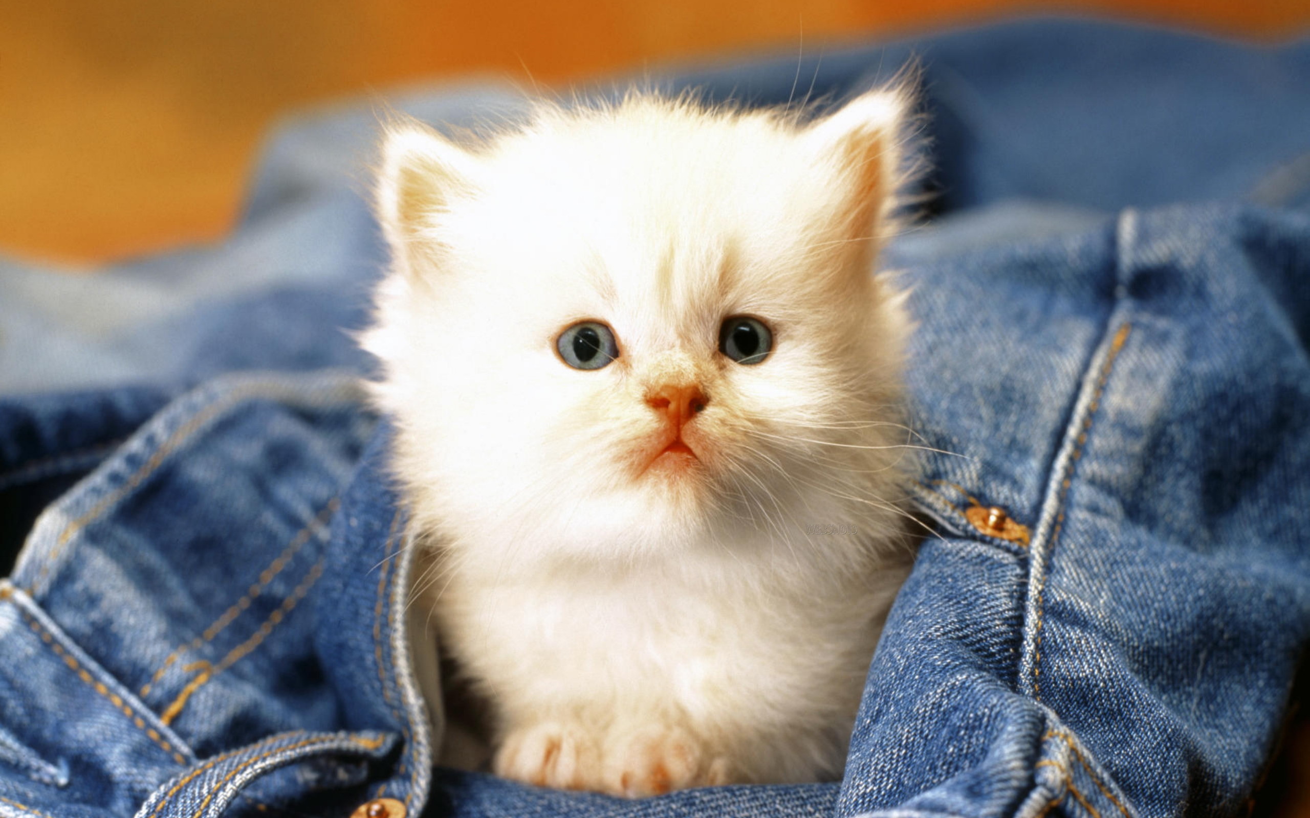 2560x1600 Baby Cat Wallpaper High Quality Resolution #OQE