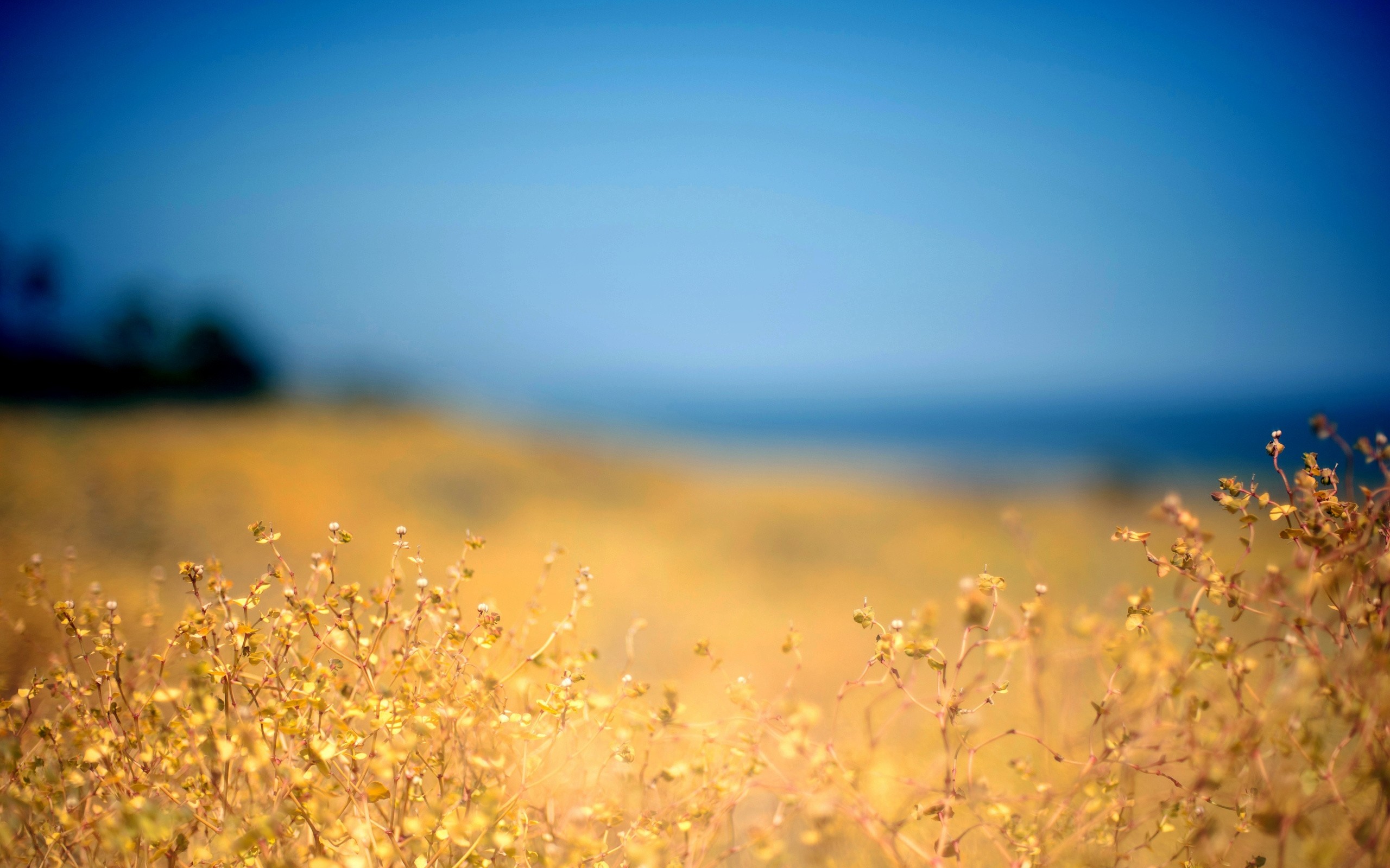 2560x1600  Wallpaper grass, yellow, foreground, autumn, sky, blue, protected,