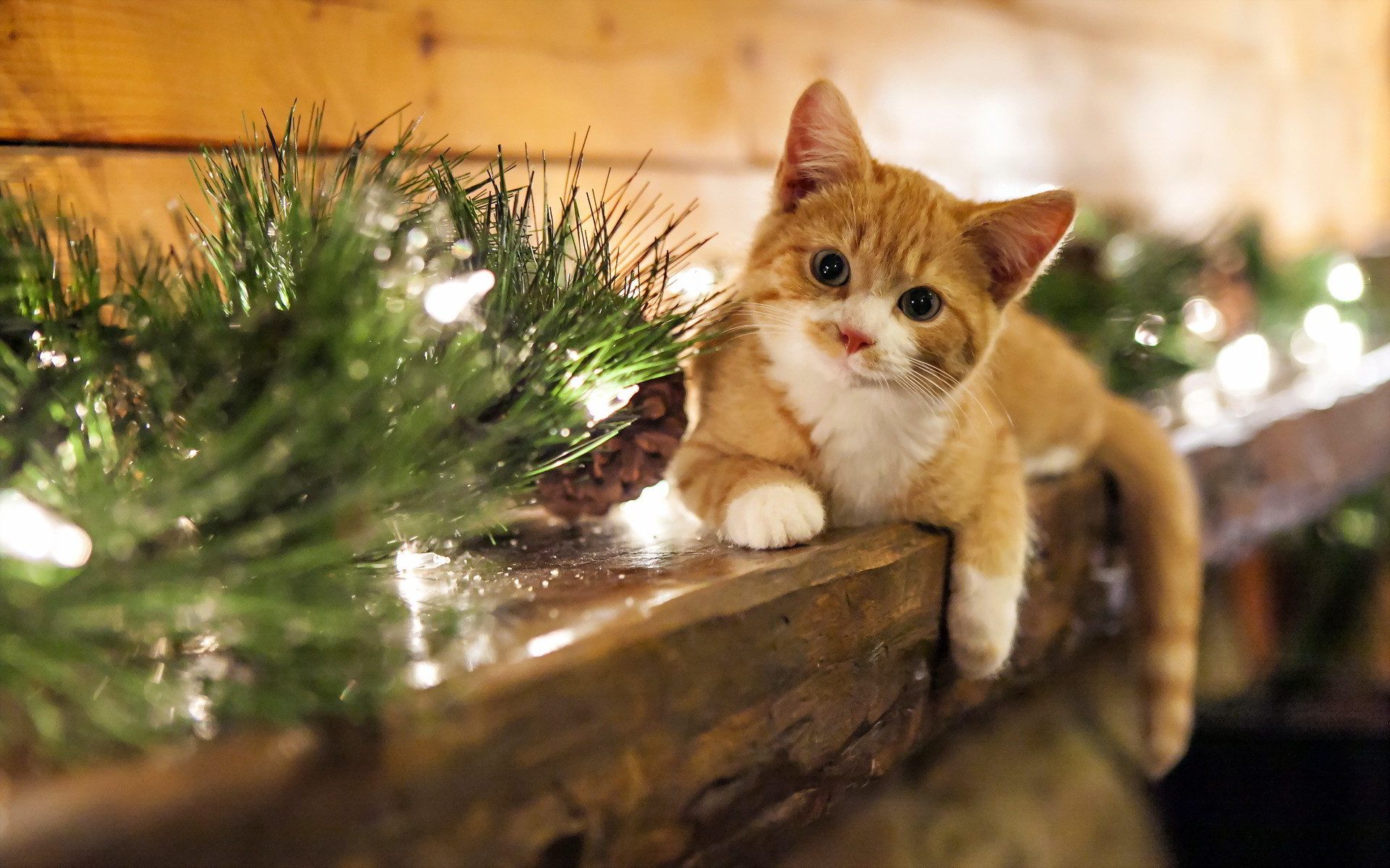 1920x1200 Christmas Cat Wallpapers.