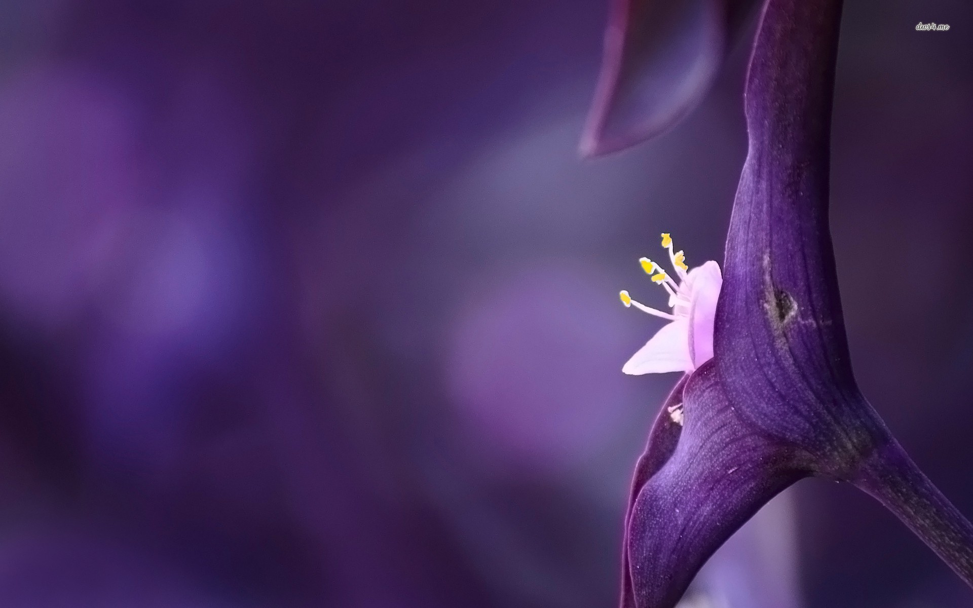 1920x1200 high quality violet flower wallpapers