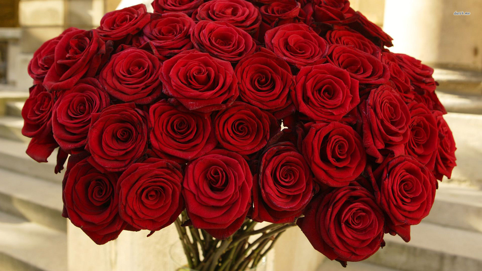 1920x1080 Red Roses Wallpapers HD A19
