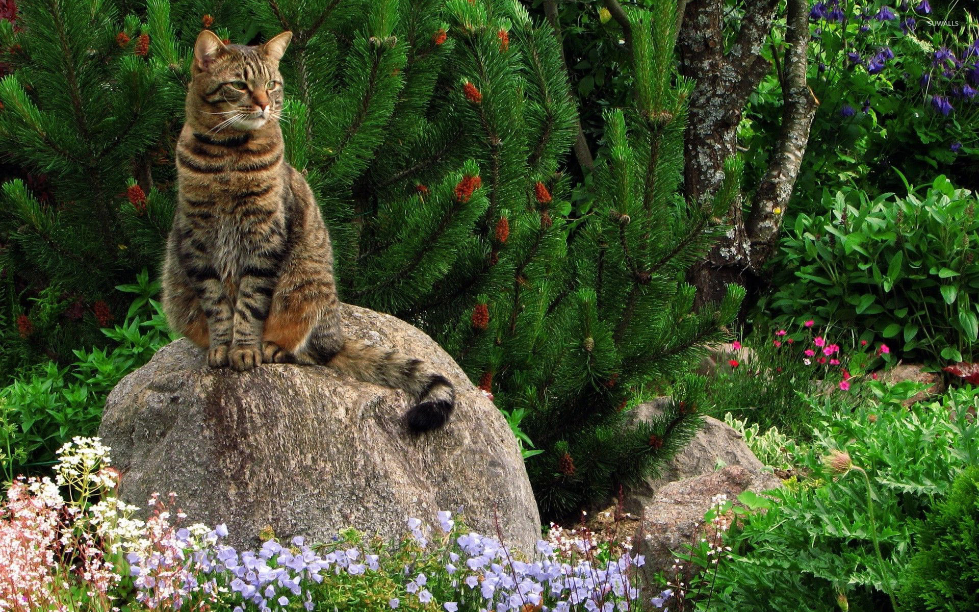 1920x1200 Cat on the rock near a pine tree wallpaper