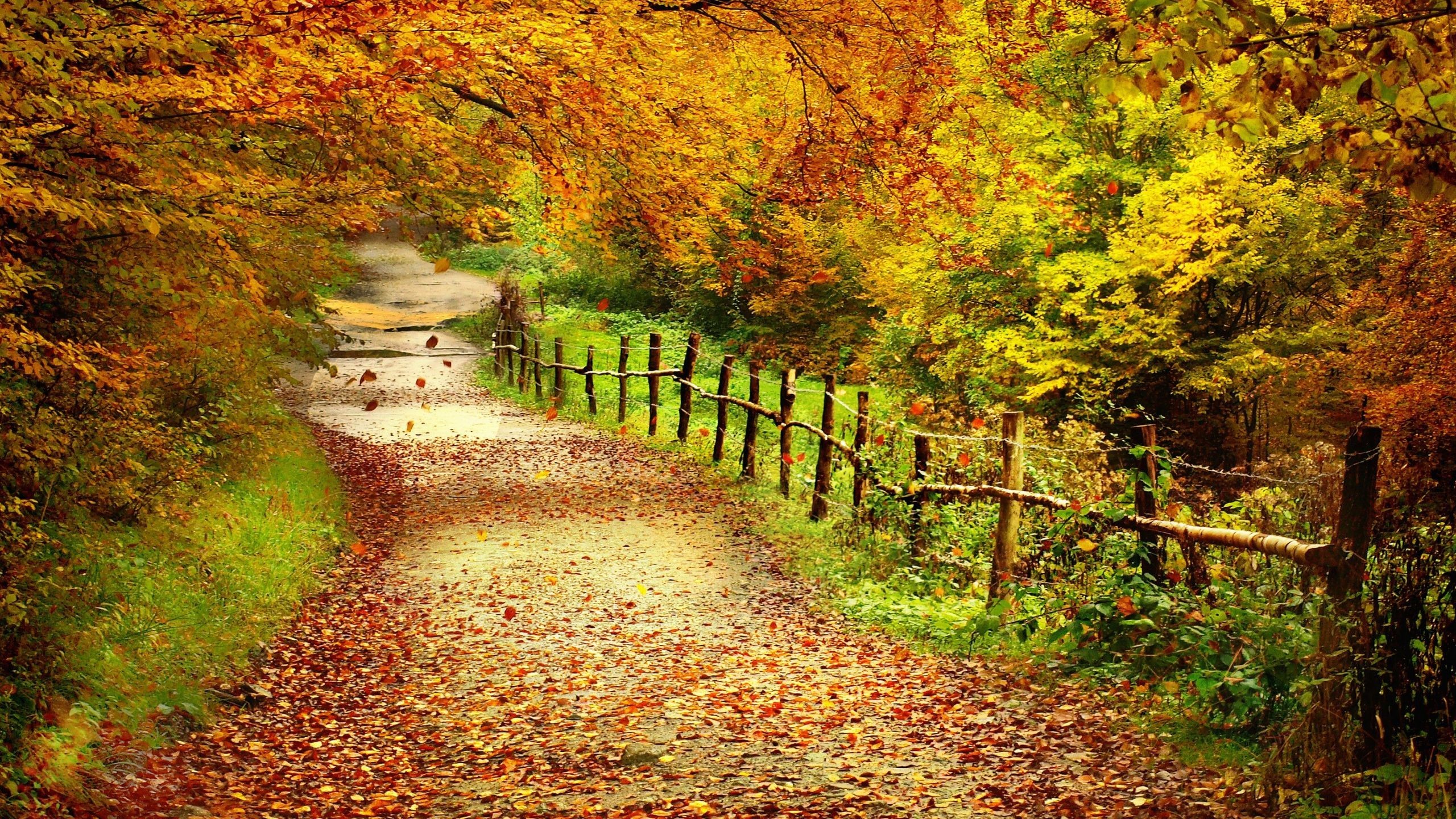 2560x1440 Autumn Love Wallpaper Landscape Backgrounds