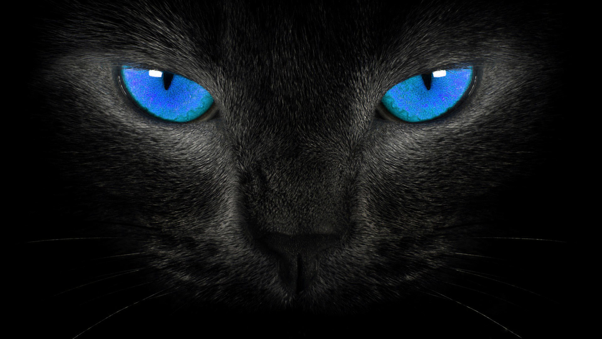 1920x1080  blue eyes black cat background