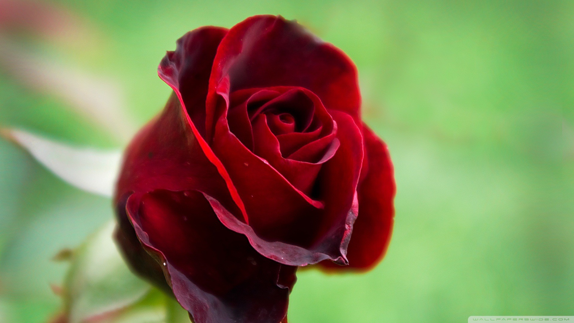 1920x1080 Rose Flowers Hd Wallpaper For Desktop Photos Of Androids
