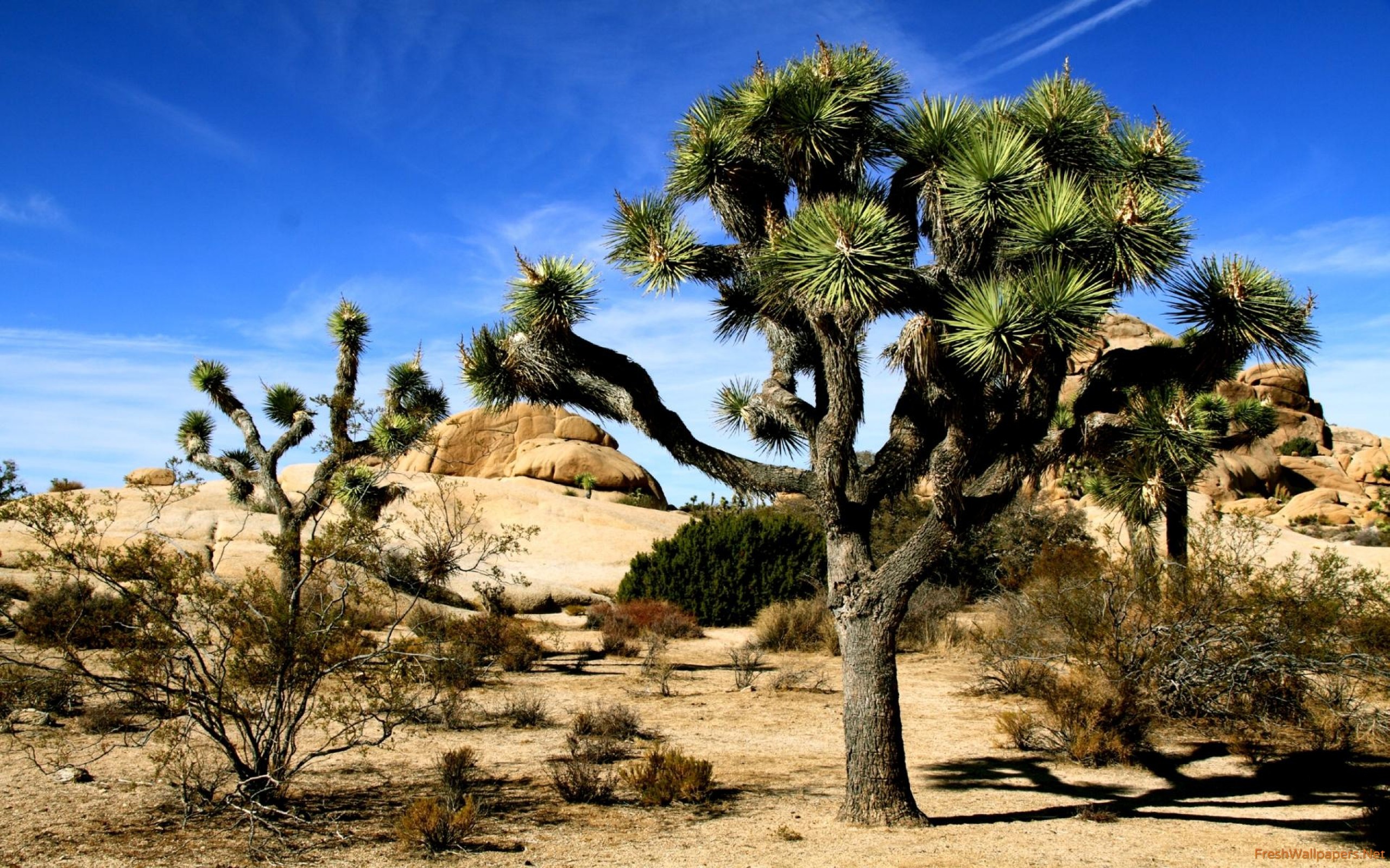 Download Joshua Tree National Park Ultra HD Wallpapers 8K Resolution  7680x4320 And 4K Resolution Wallpaper 