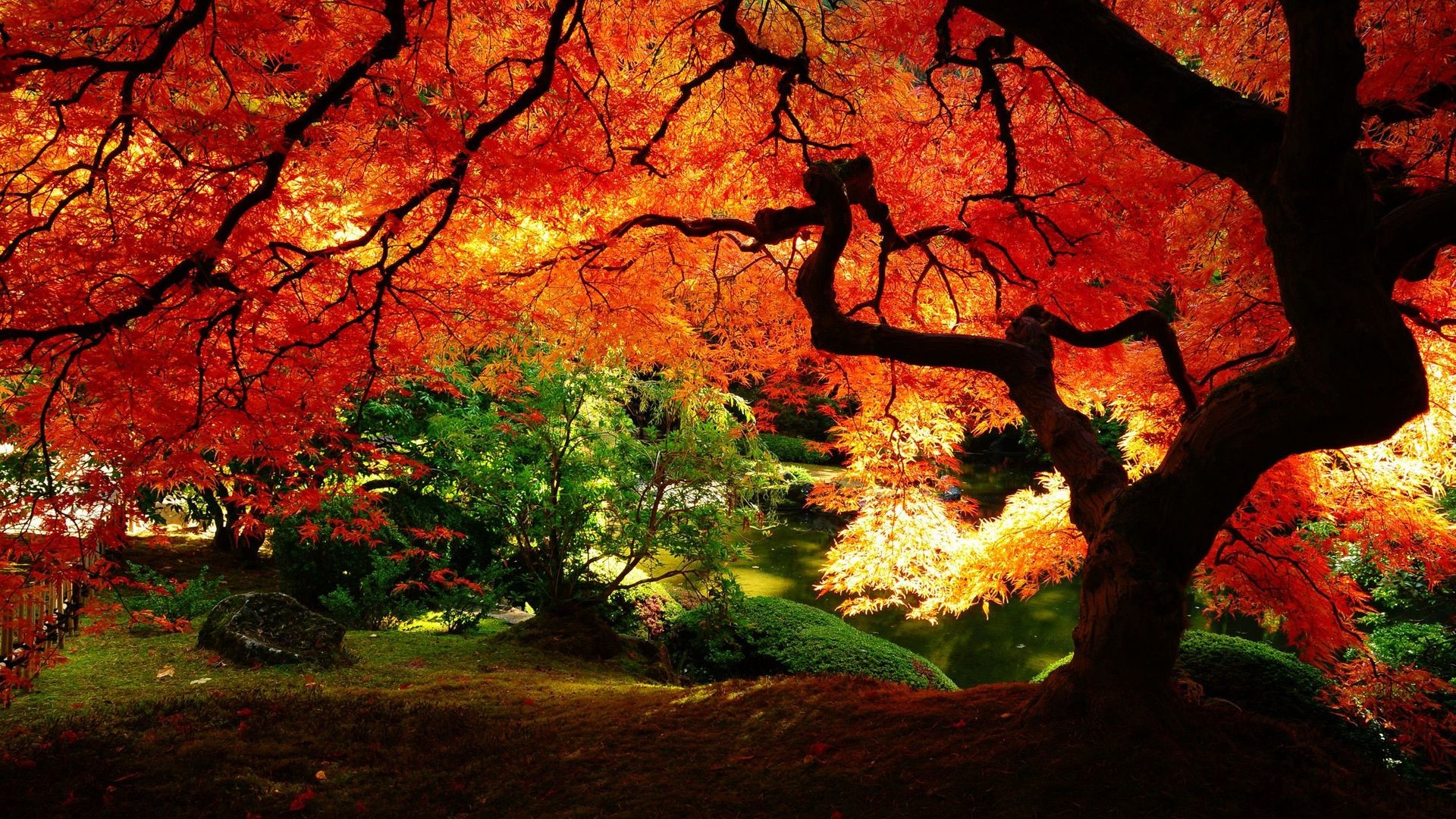 1920x1080 Beautiful Autumn Trees Wallpapers Images & Pictures - Becuo