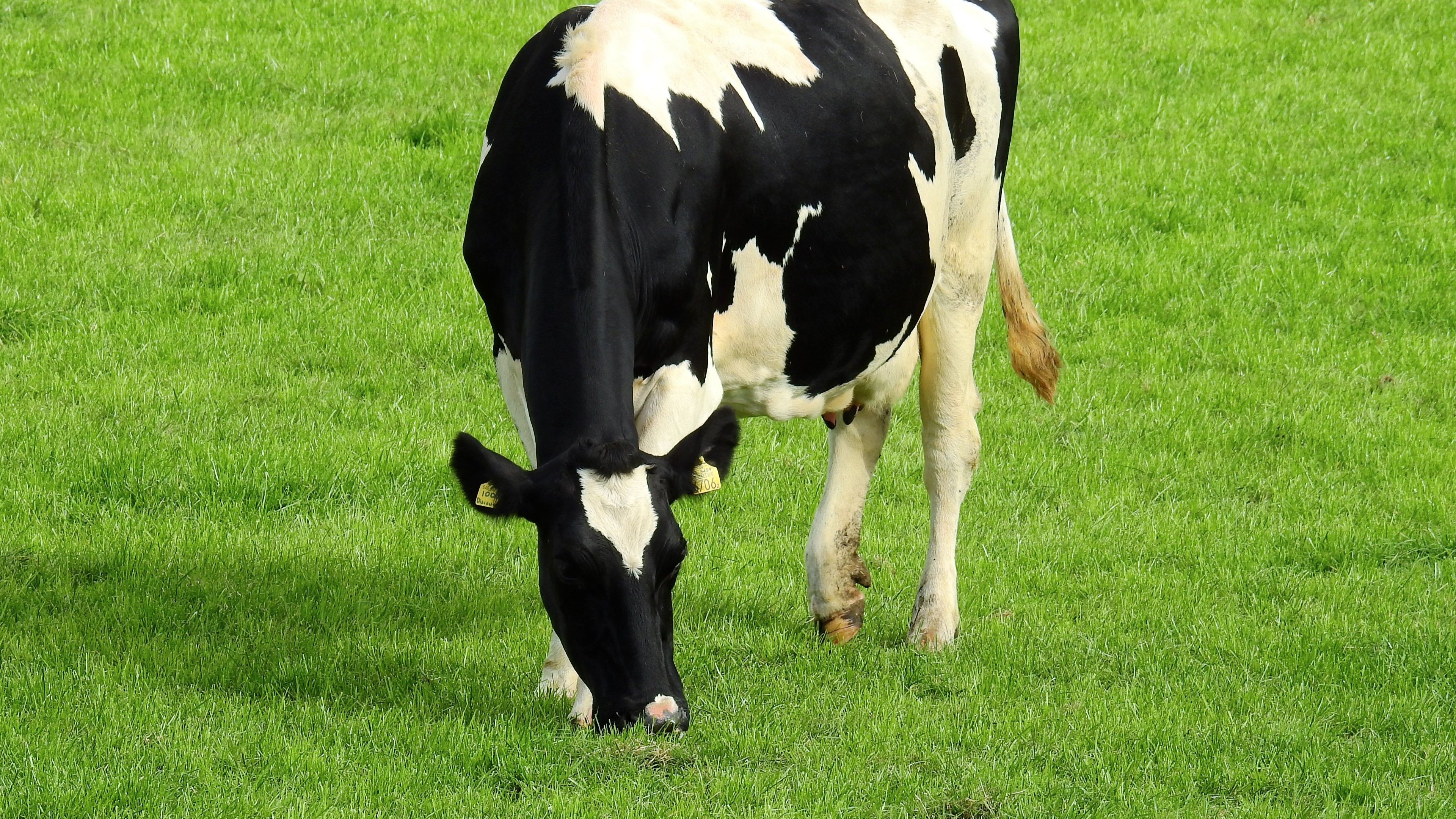 3840x2160 Holstein Cow
