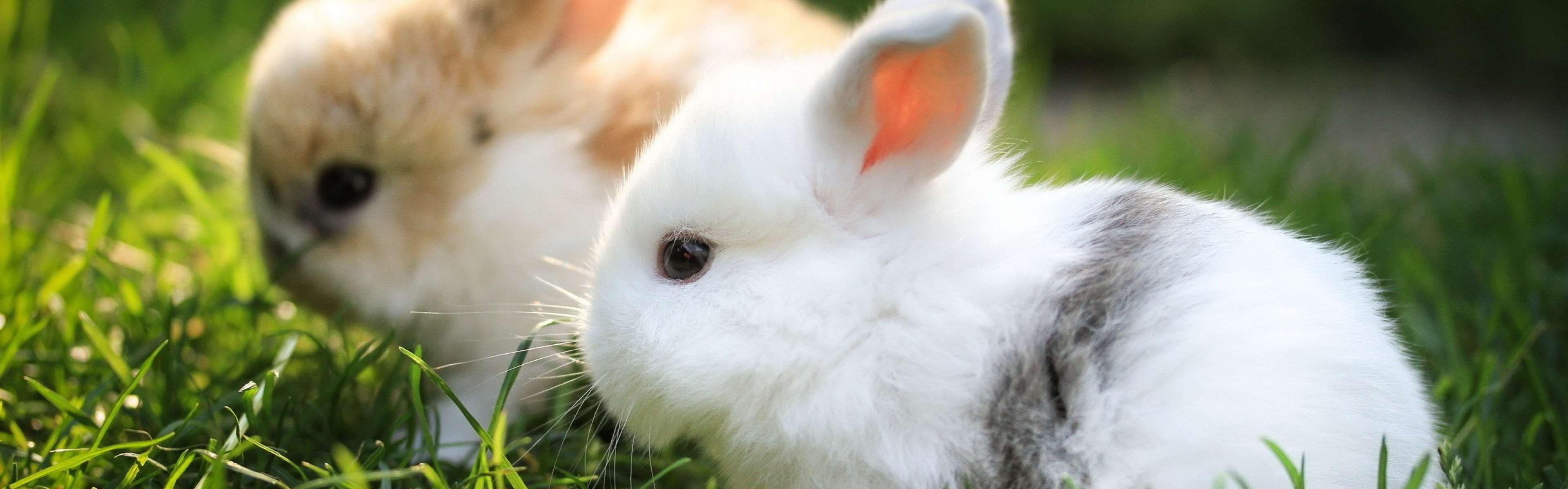 3840x1200  Wallpaper rabbits, couple, grass, fur, beautiful