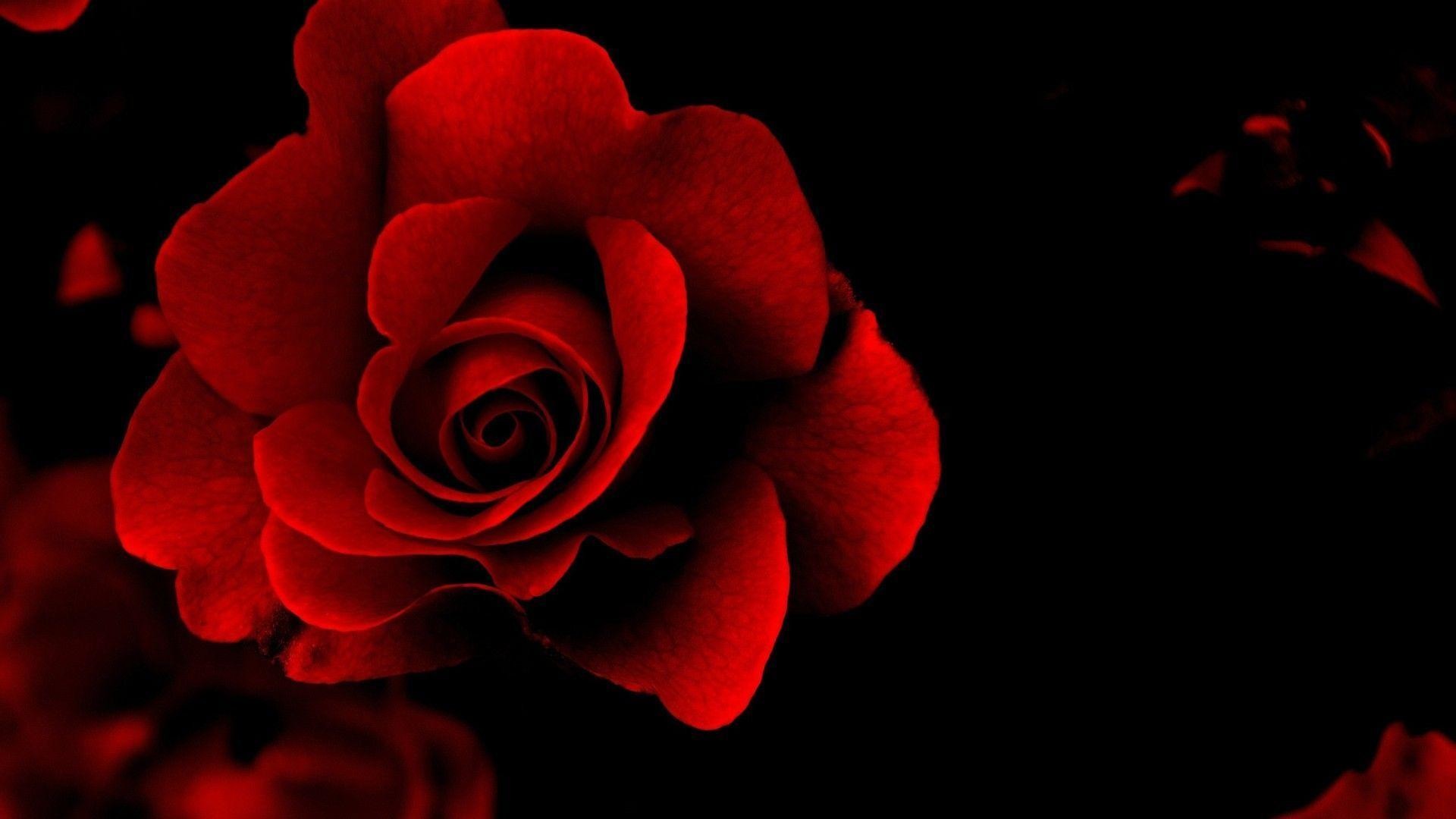 1920x1080 Red Rose Flower Black Backround, iPhone Wallpaper, Facebook Cover .