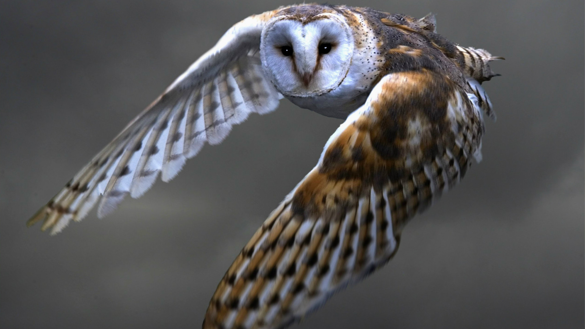 1920x1080 Owl Flying Wallpapers-Birds | Unique Nature HD Wallpapers